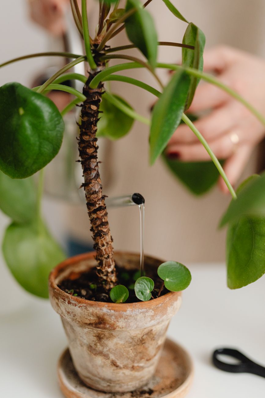 A Pilea plant in a terracotta pot receiving gentle care indoors. Hands pouring water.