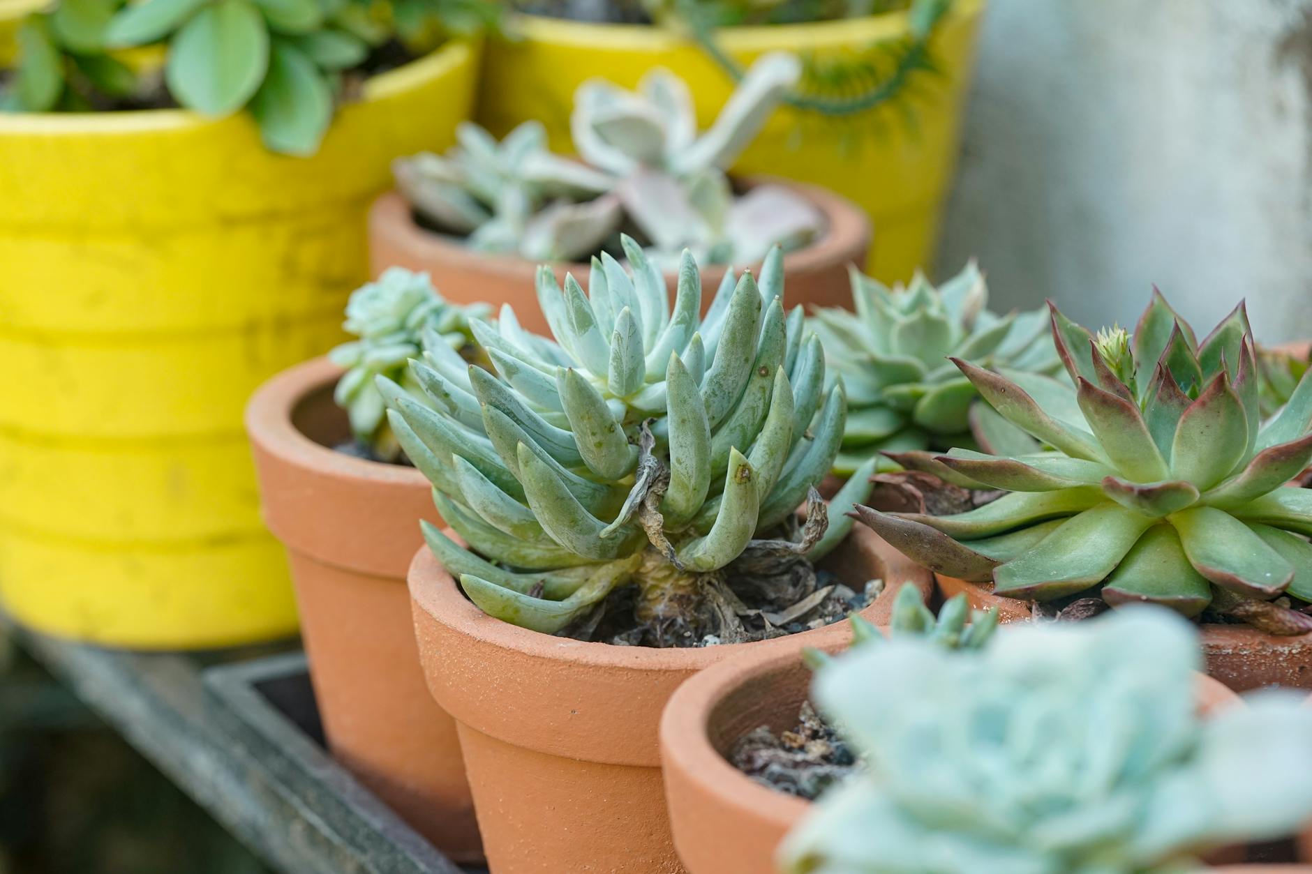 Person watering a potted succulent while checking the soil moisture with their finger