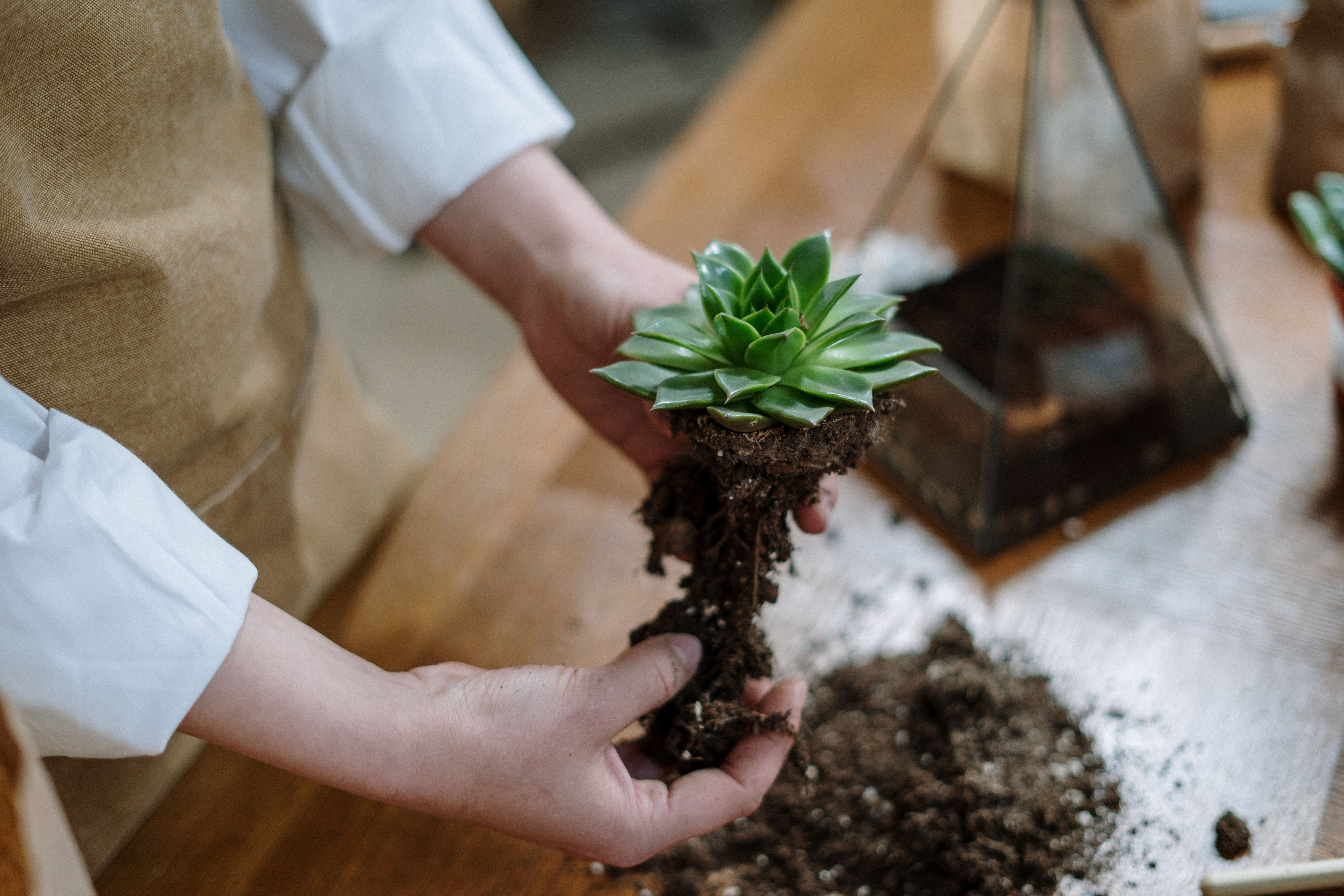 Person watering a potted succulent while checking the soil moisture with their finger