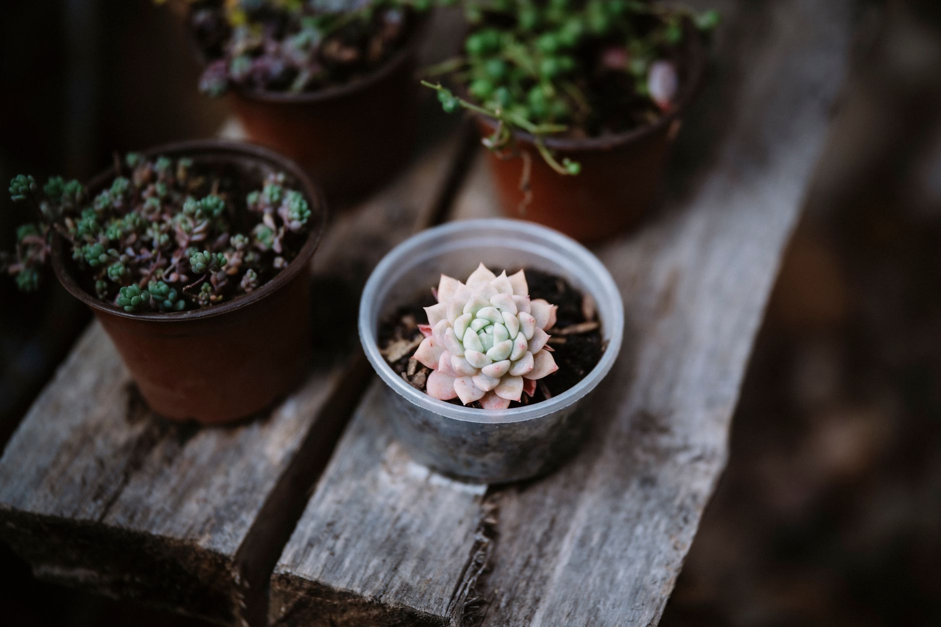 Person watering a potted succulent while checking the soil moisture with their finger