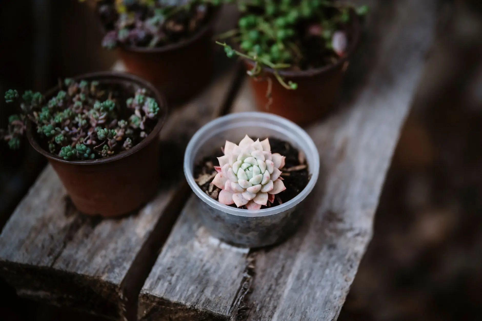 Person watering a potted succulent while checking the soil moisture with their finger