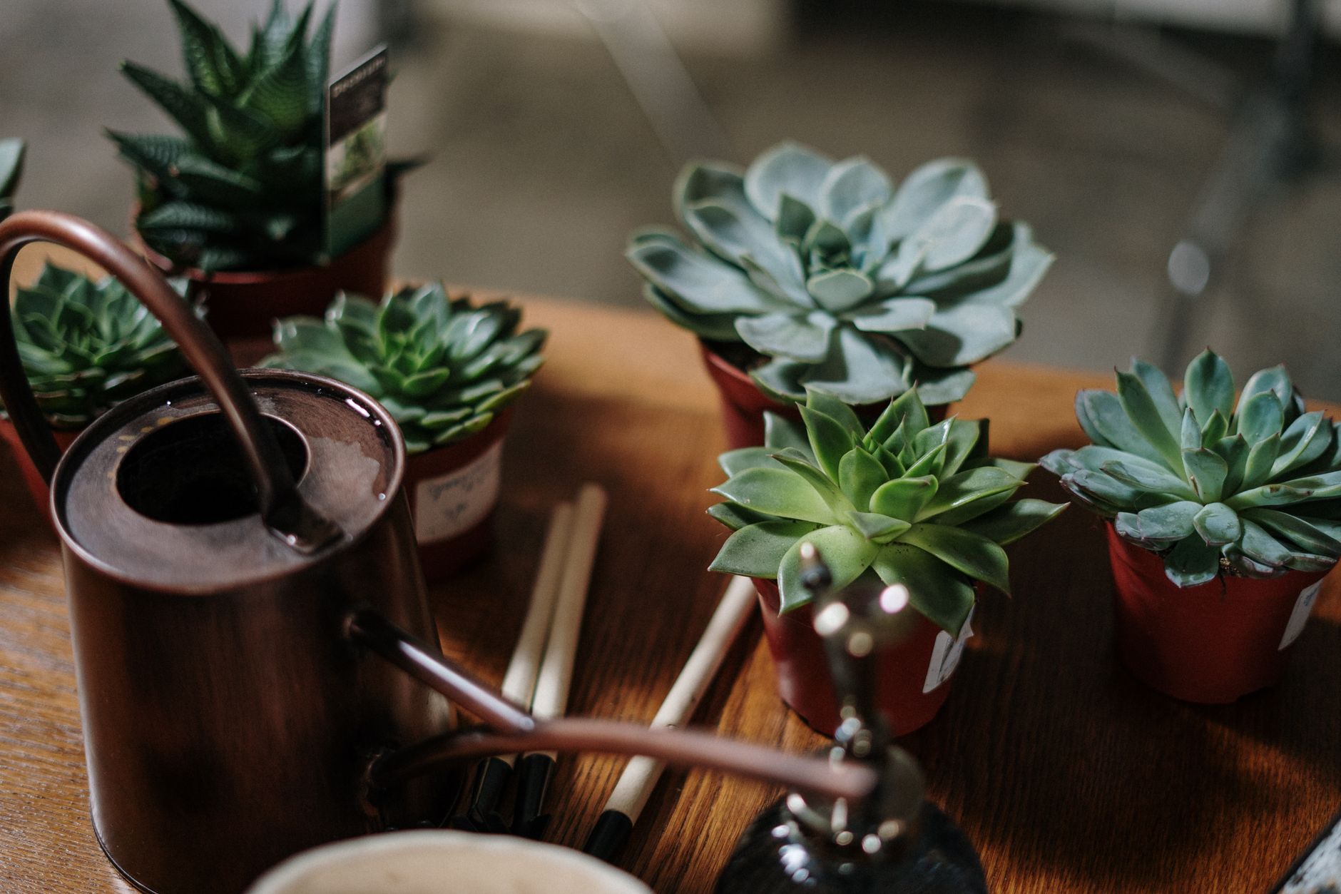 Close-up of succulents in pots with a watering can, ideal for indoor gardening themes.