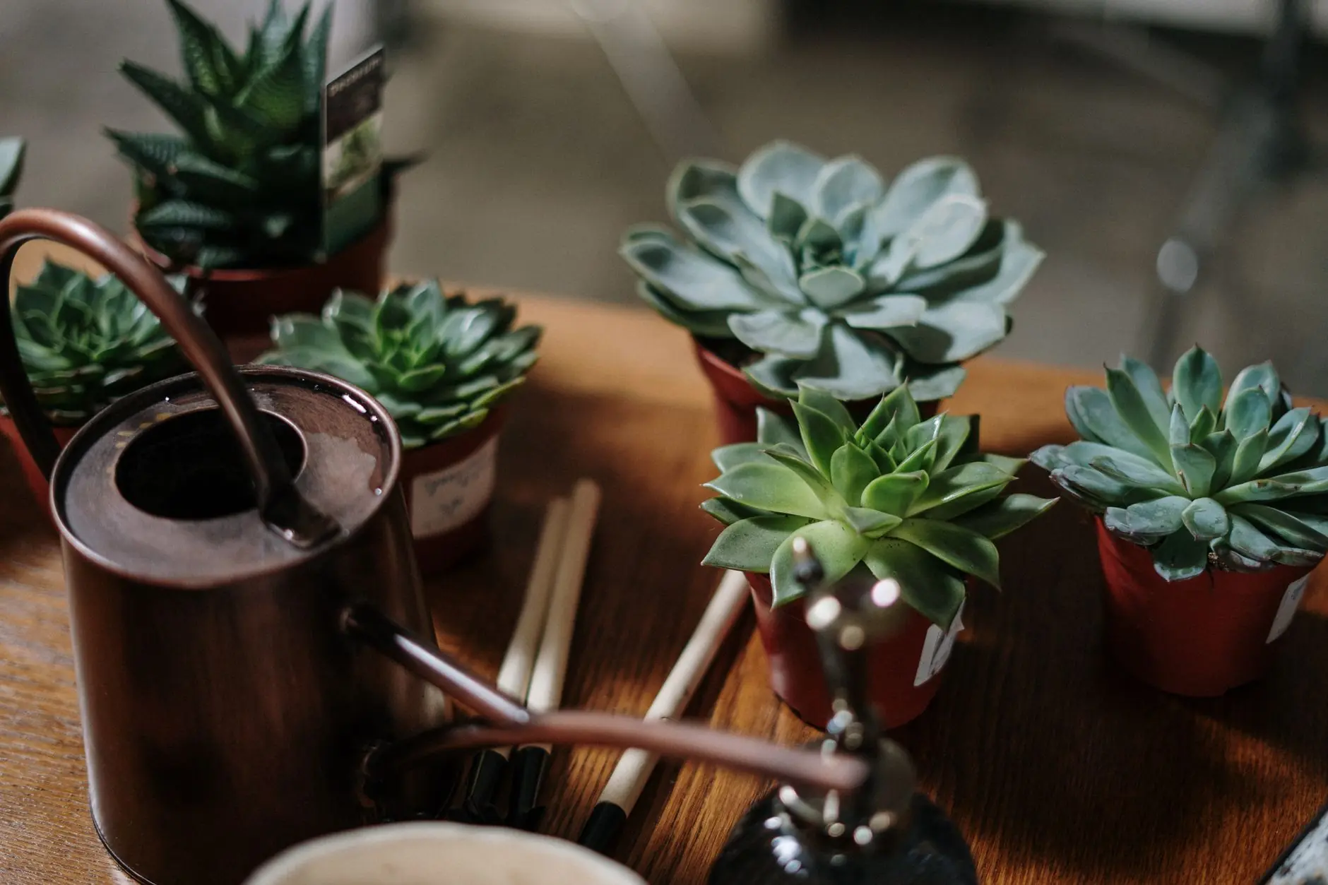 Close-up of succulents in pots with a watering can, ideal for indoor gardening themes.
