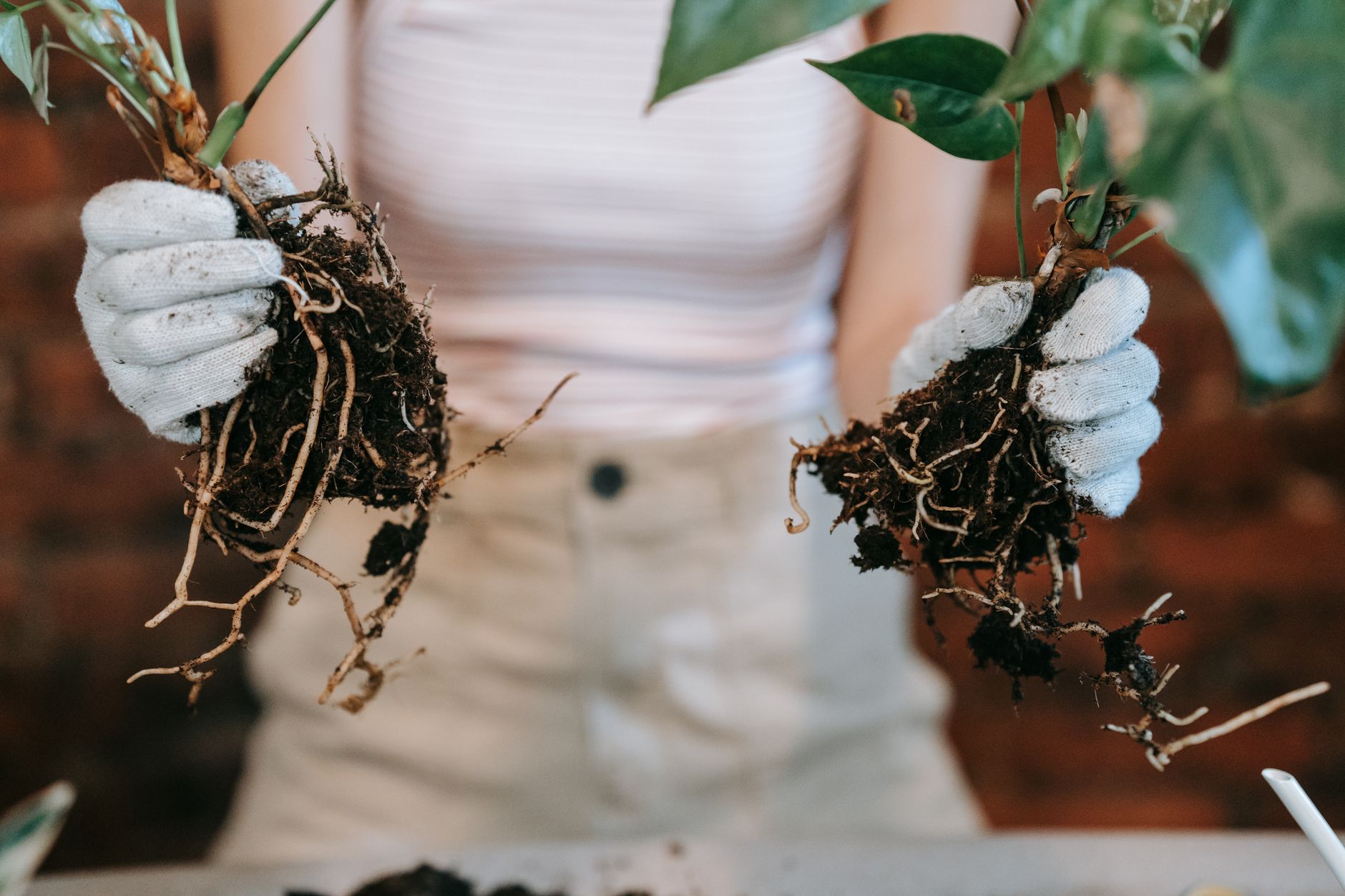 Close-up of brown and mushy rotting roots from an overwatered potted plant, showing signs of root rot damage