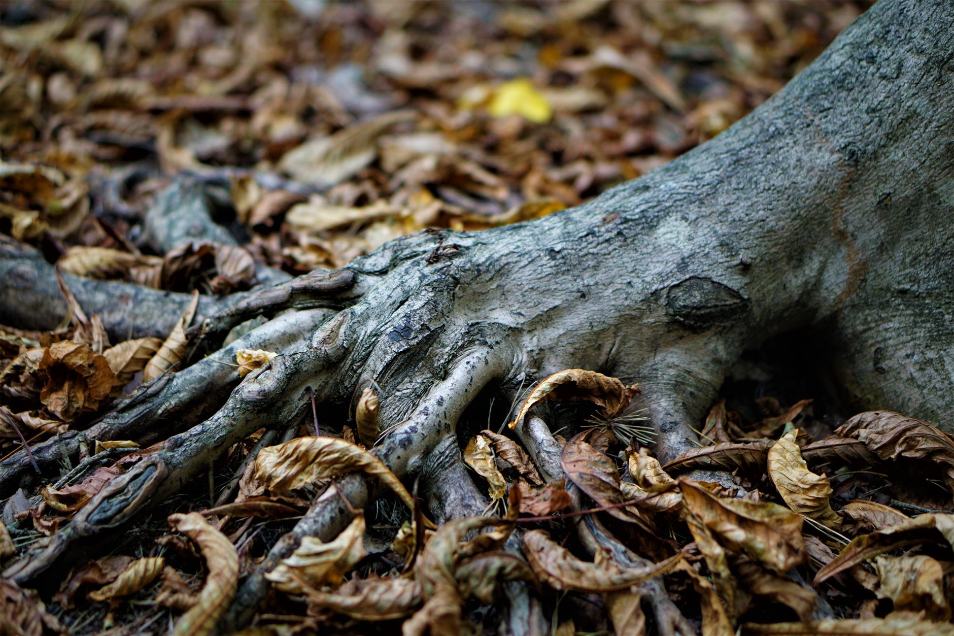 Detailed shot of tree roots intertwined with dried autumn leaves, showcasing nature's textures.