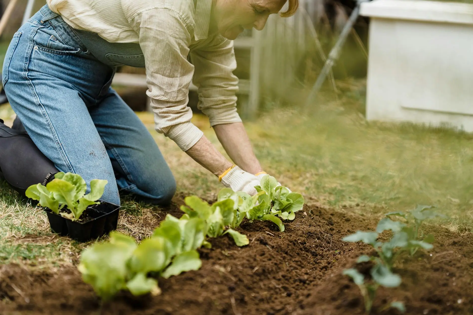 Step-by-step process of building a raised garden bed with wooden planks and soil preparation