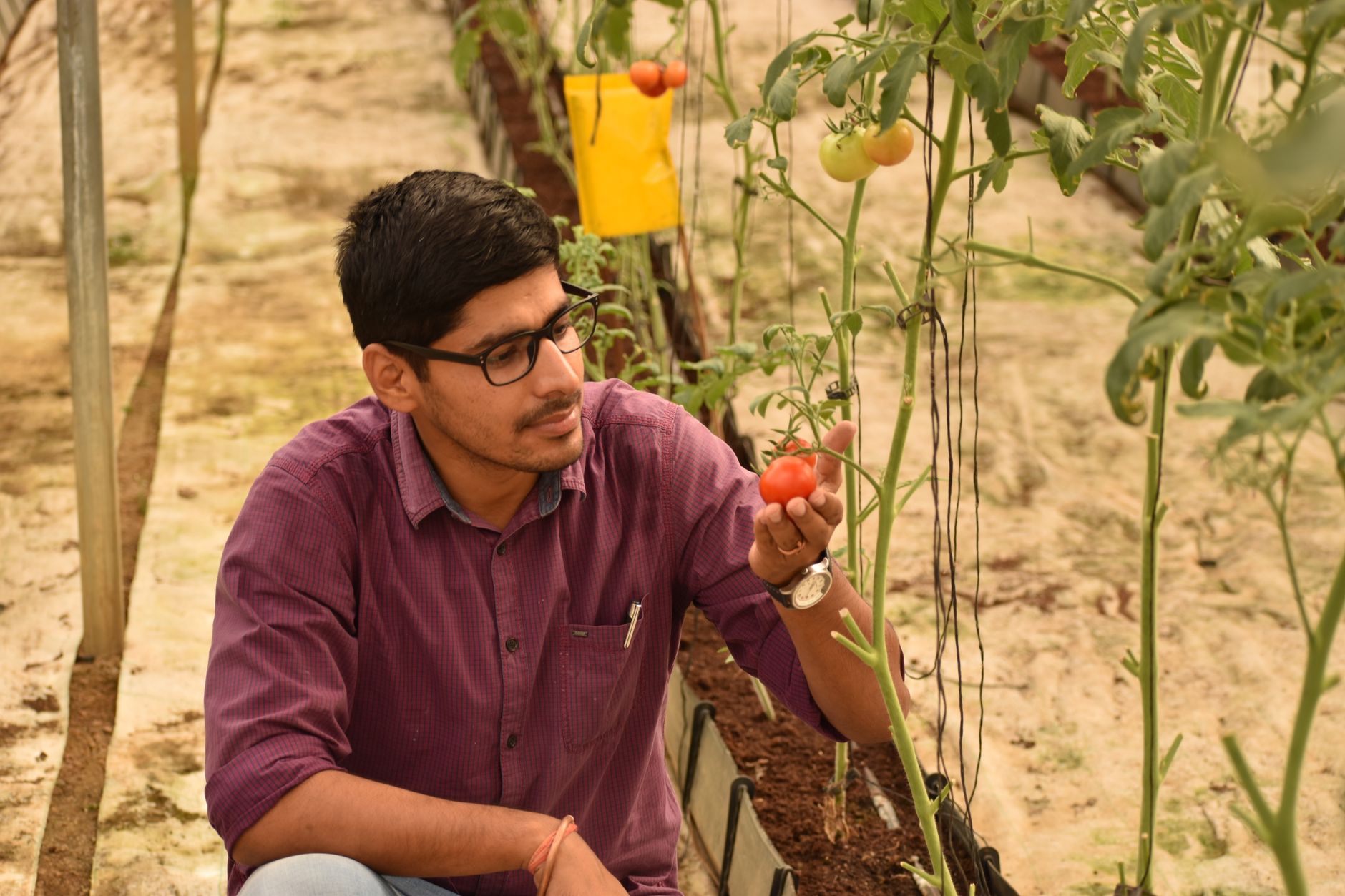 Ripe red tomatoes growing on a healthy vine in a garden, showing a productive tomato plant ready for harvest