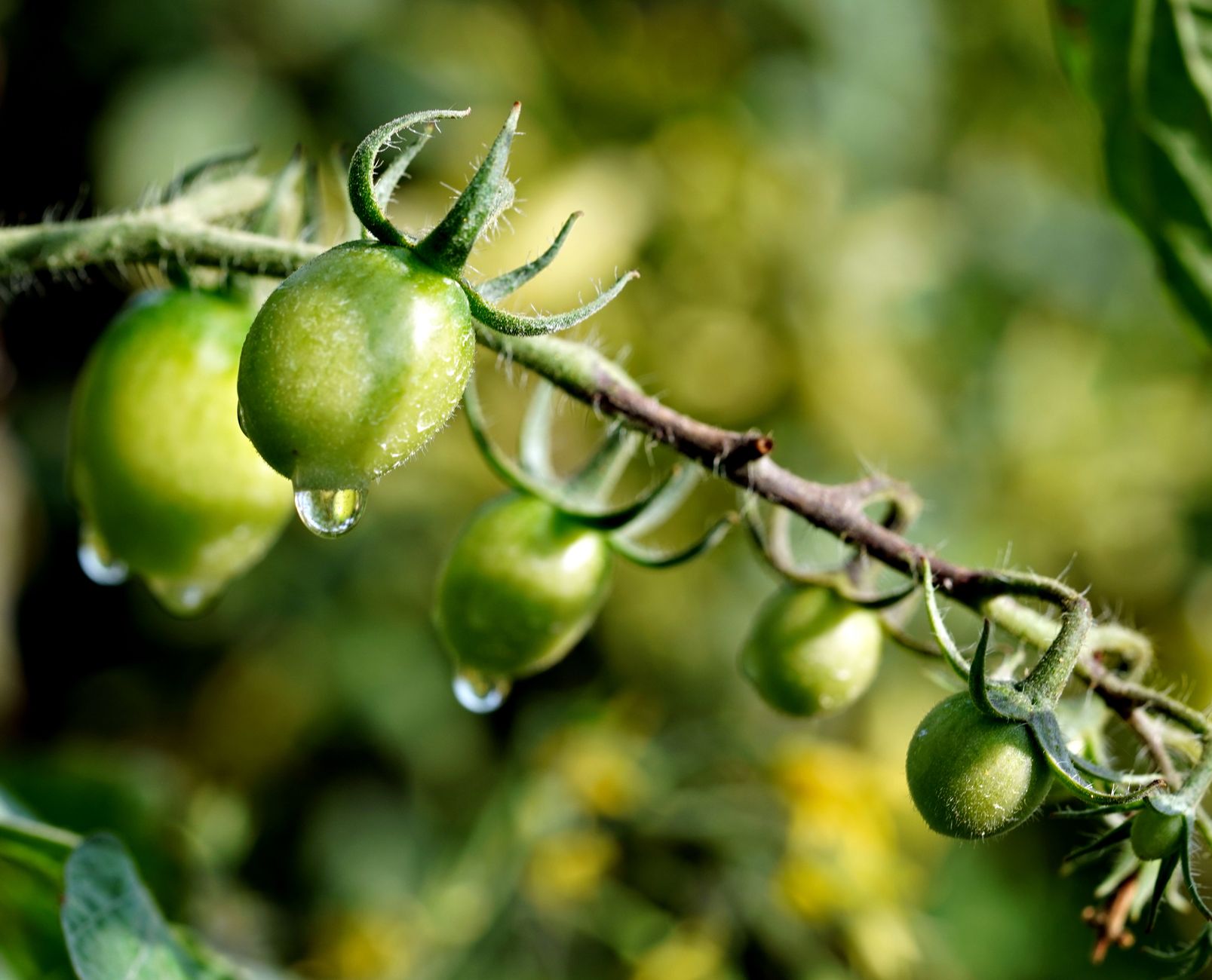 Ripe red tomatoes growing on a healthy vine in a garden, showing a productive tomato plant ready for harvest