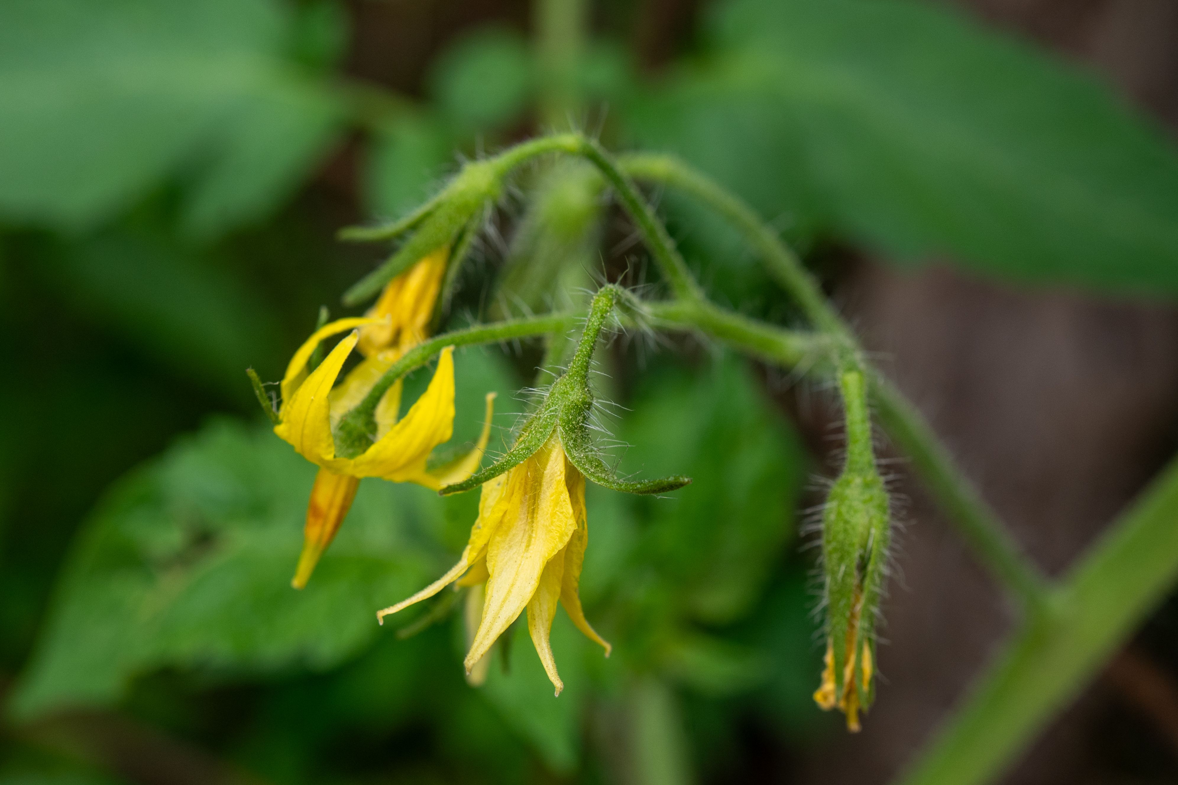 Ripe red tomatoes growing on a healthy vine in a garden, showing a productive tomato plant ready for harvest