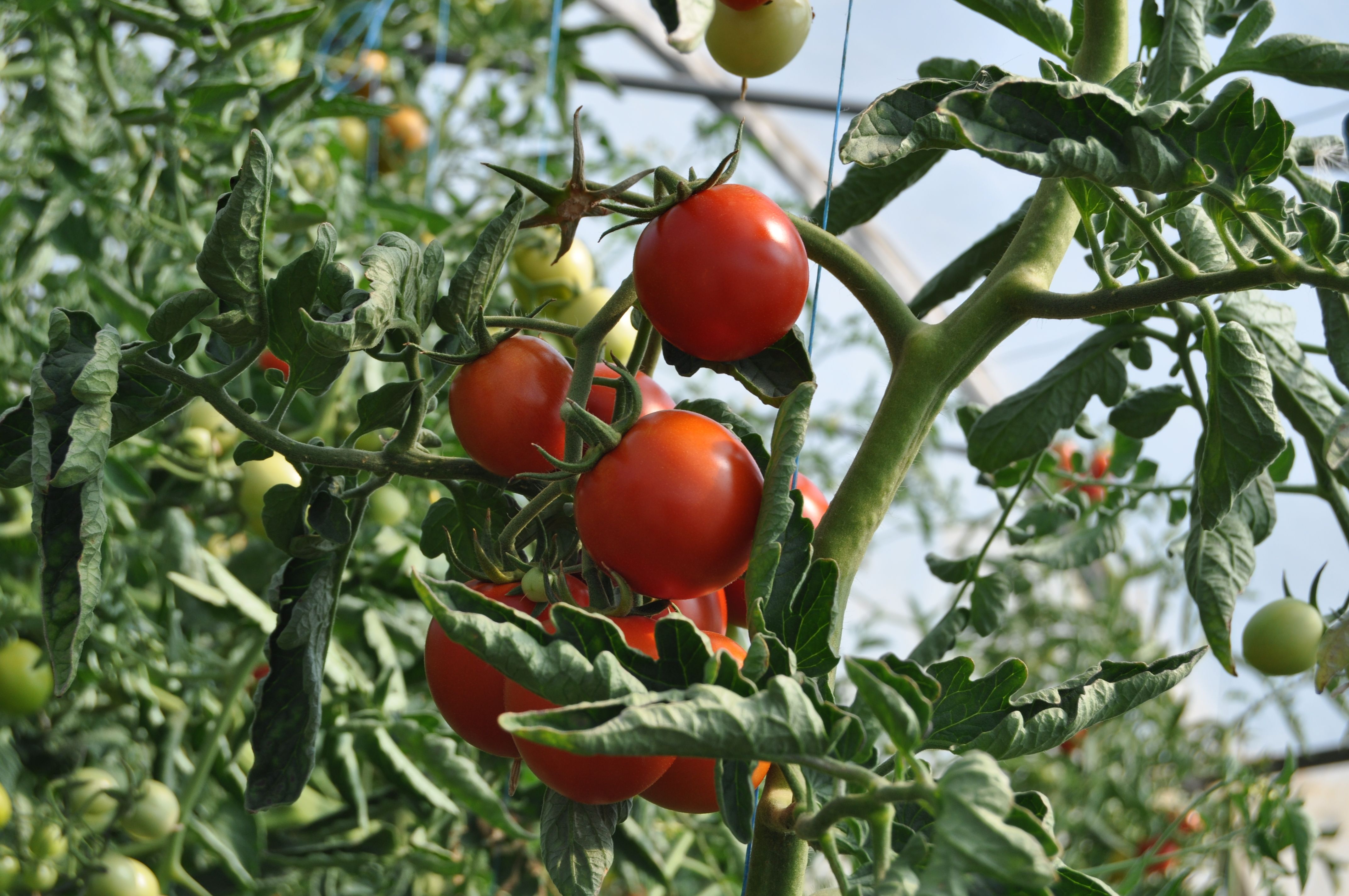 Close-up of ripe red tomatoes hanging on the vine in a garden. Fresh and nutritious.