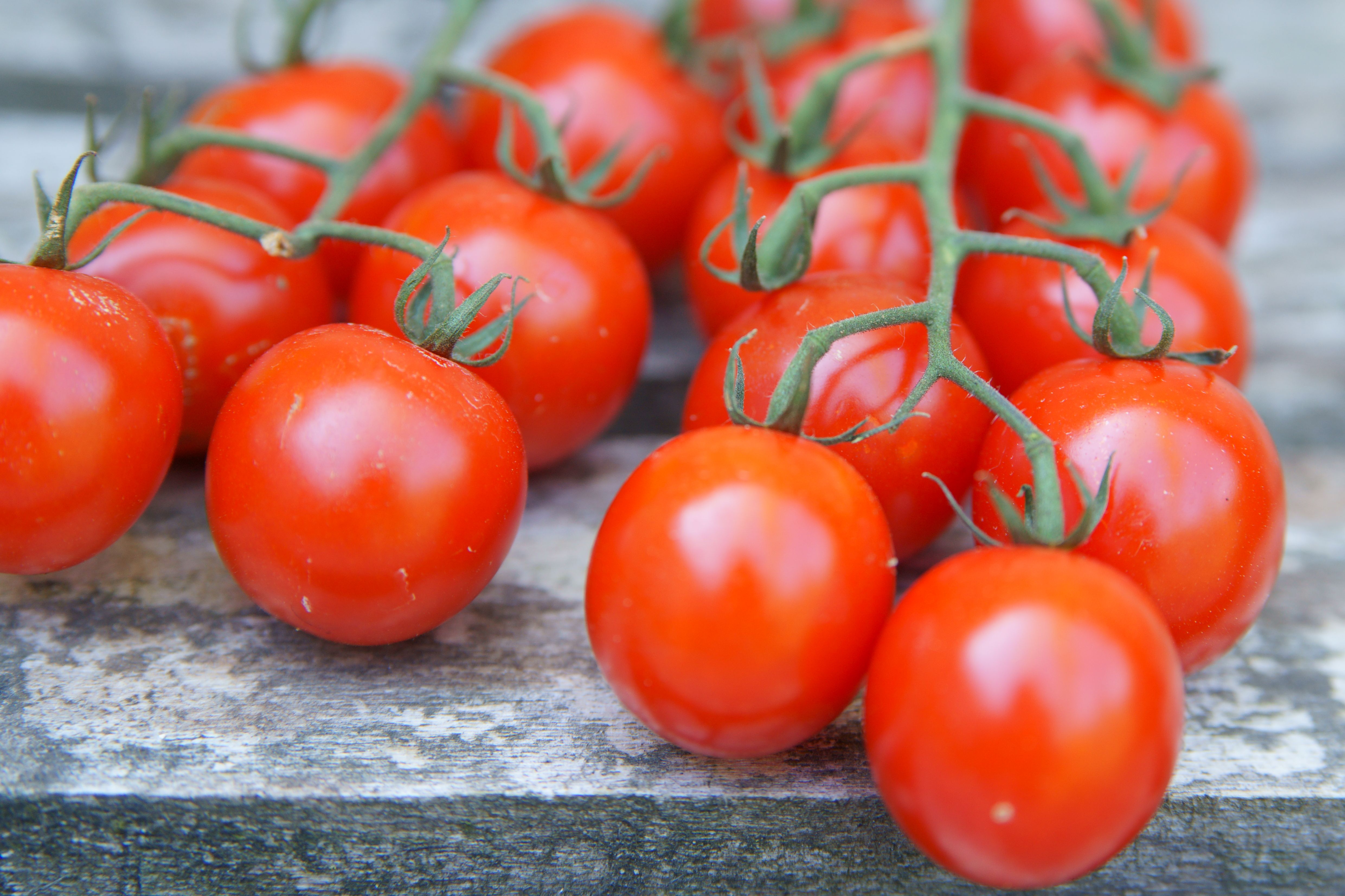 Close-up of ripe red jelly bean grape tomatoes growing in clusters on the vine in a sunny garden