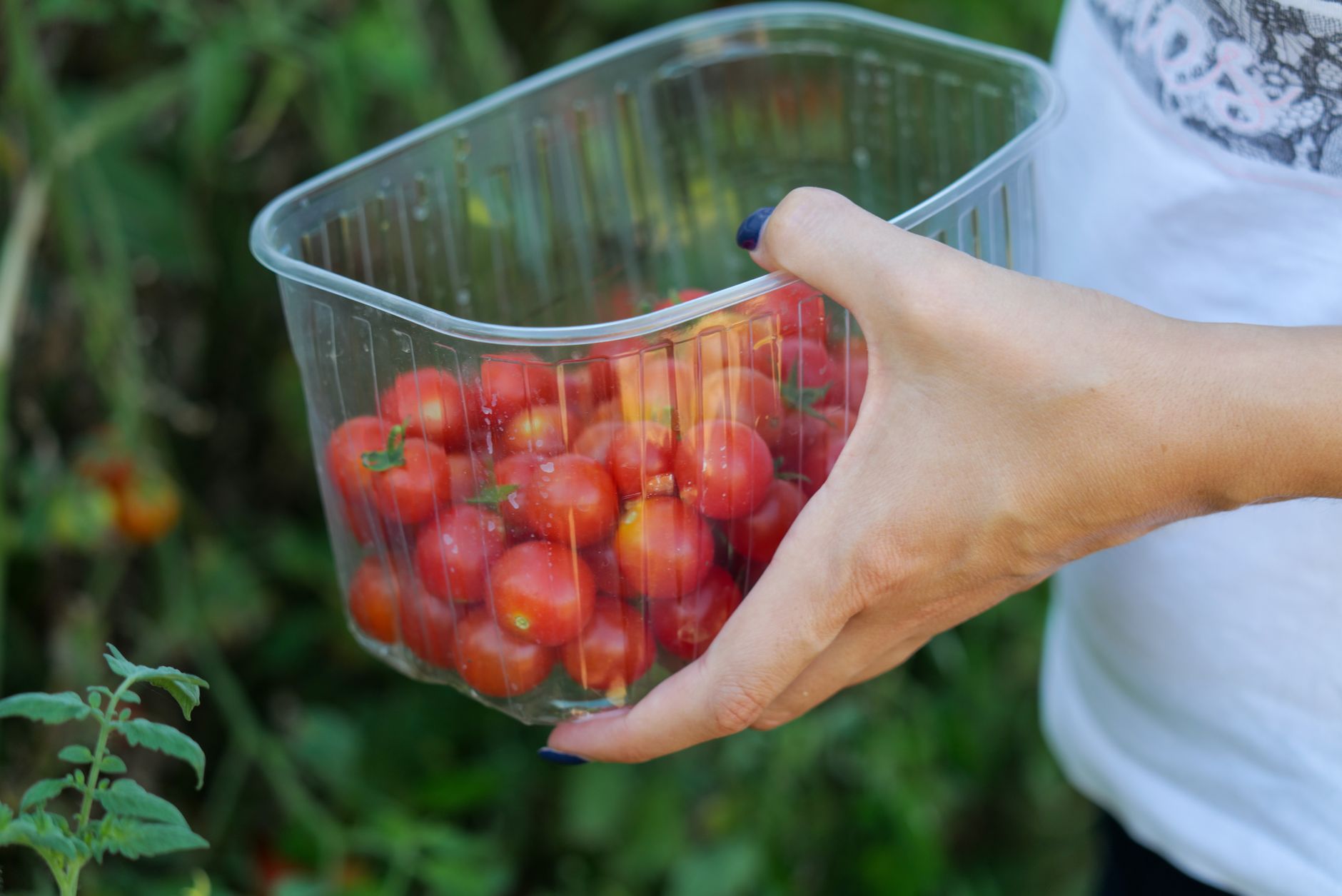 Close-up of ripe red jelly bean grape tomatoes growing in clusters on the vine in a sunny garden