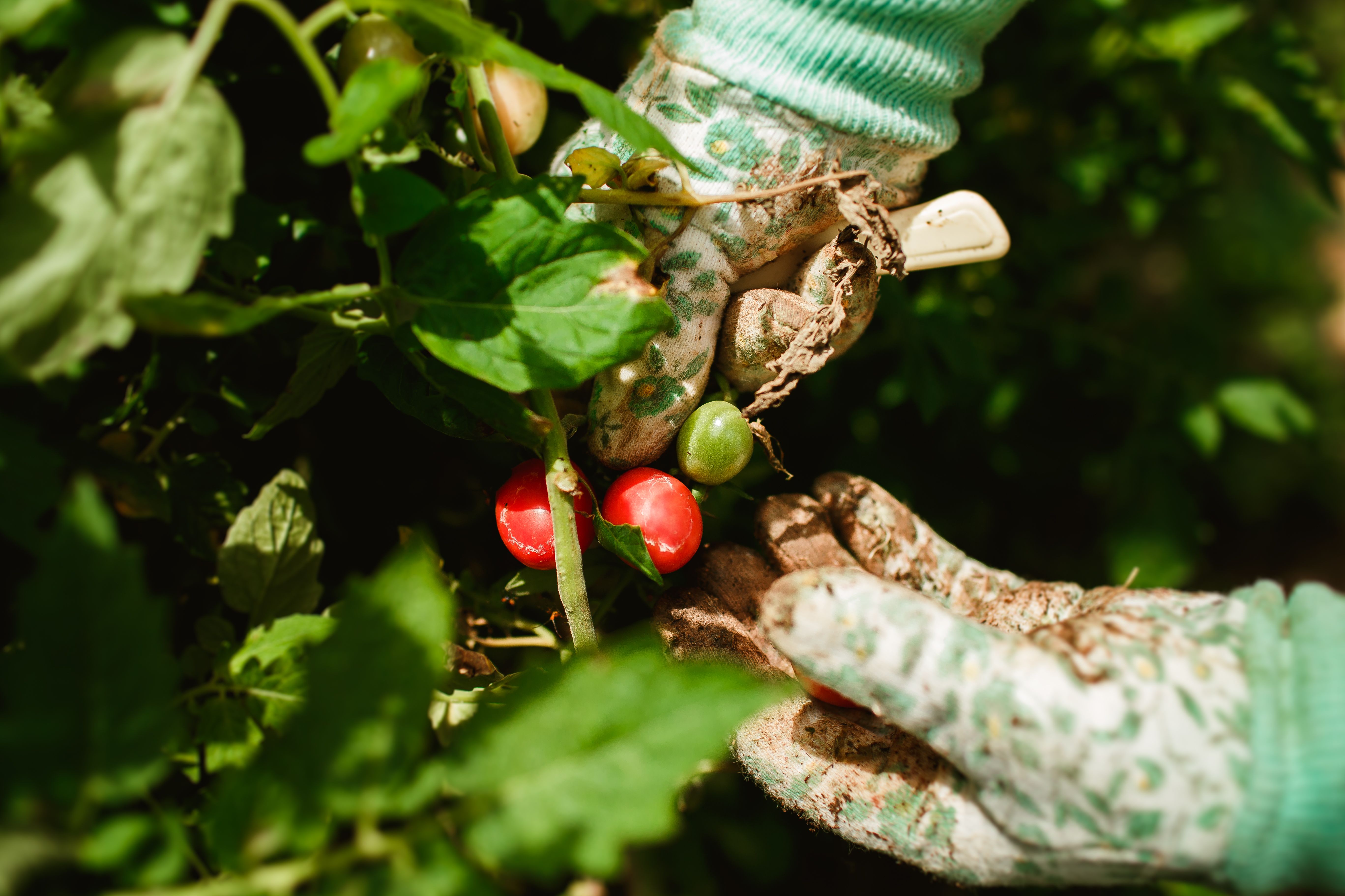 Close-up of ripe red jelly bean grape tomatoes growing in clusters on the vine in a sunny garden