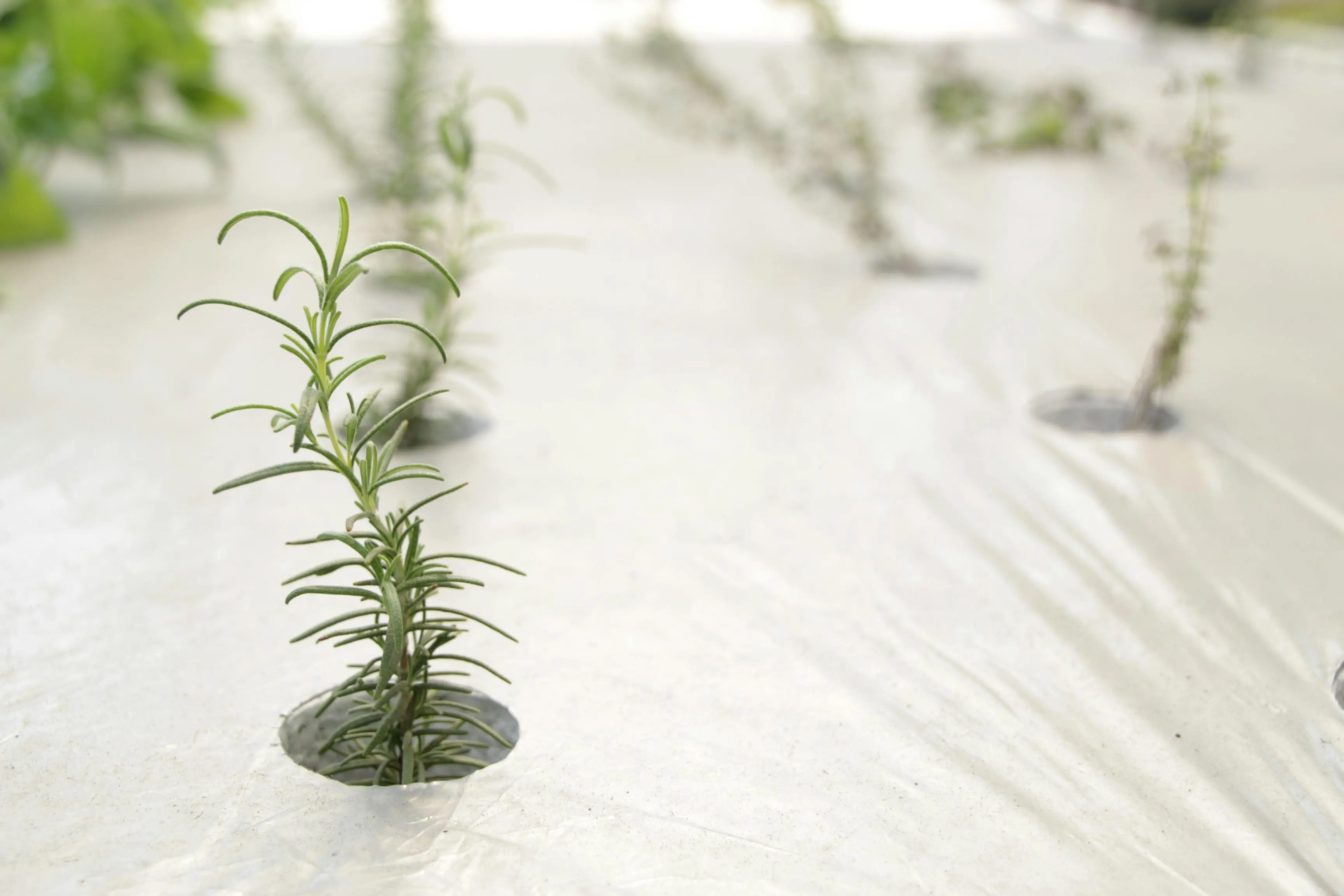 Close-up of young rosemary saplings growing in a seedbed, symbolizing growth and nature