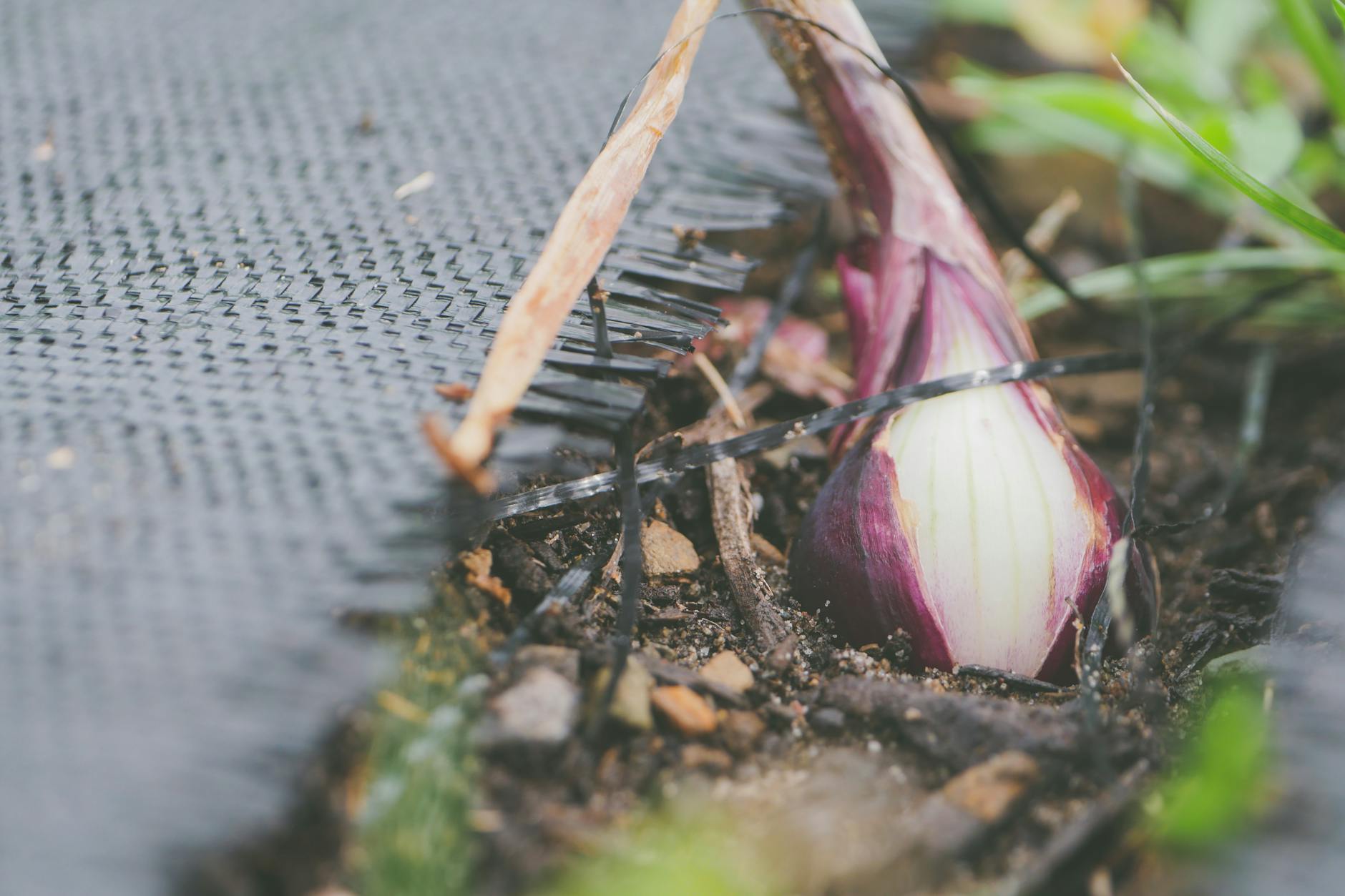 Red onion bulb growing in the garden soil, focus on its natural texture.