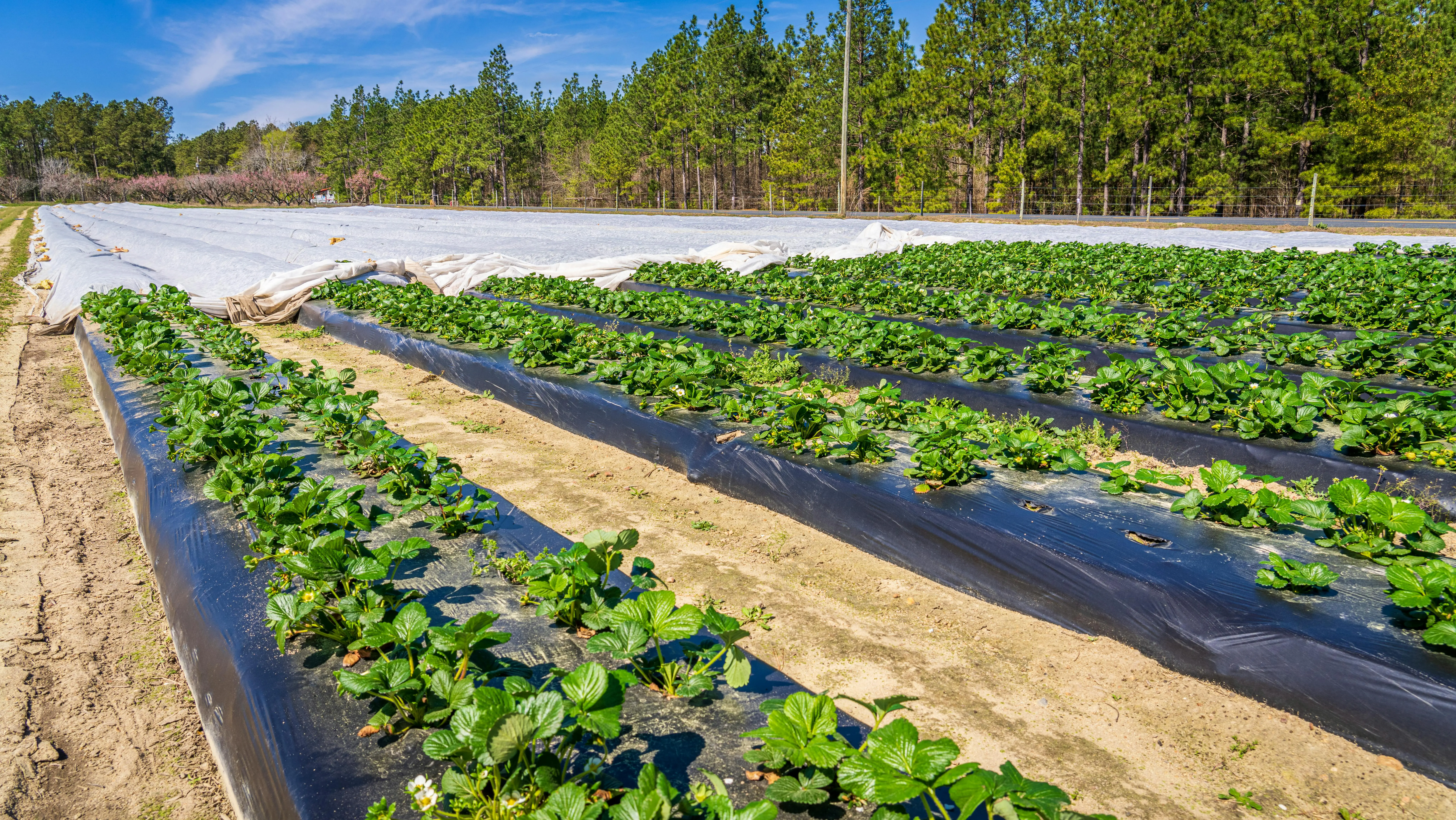 Vibrant strawberry plants growing in a well-maintained outdoor field under bright sunlight