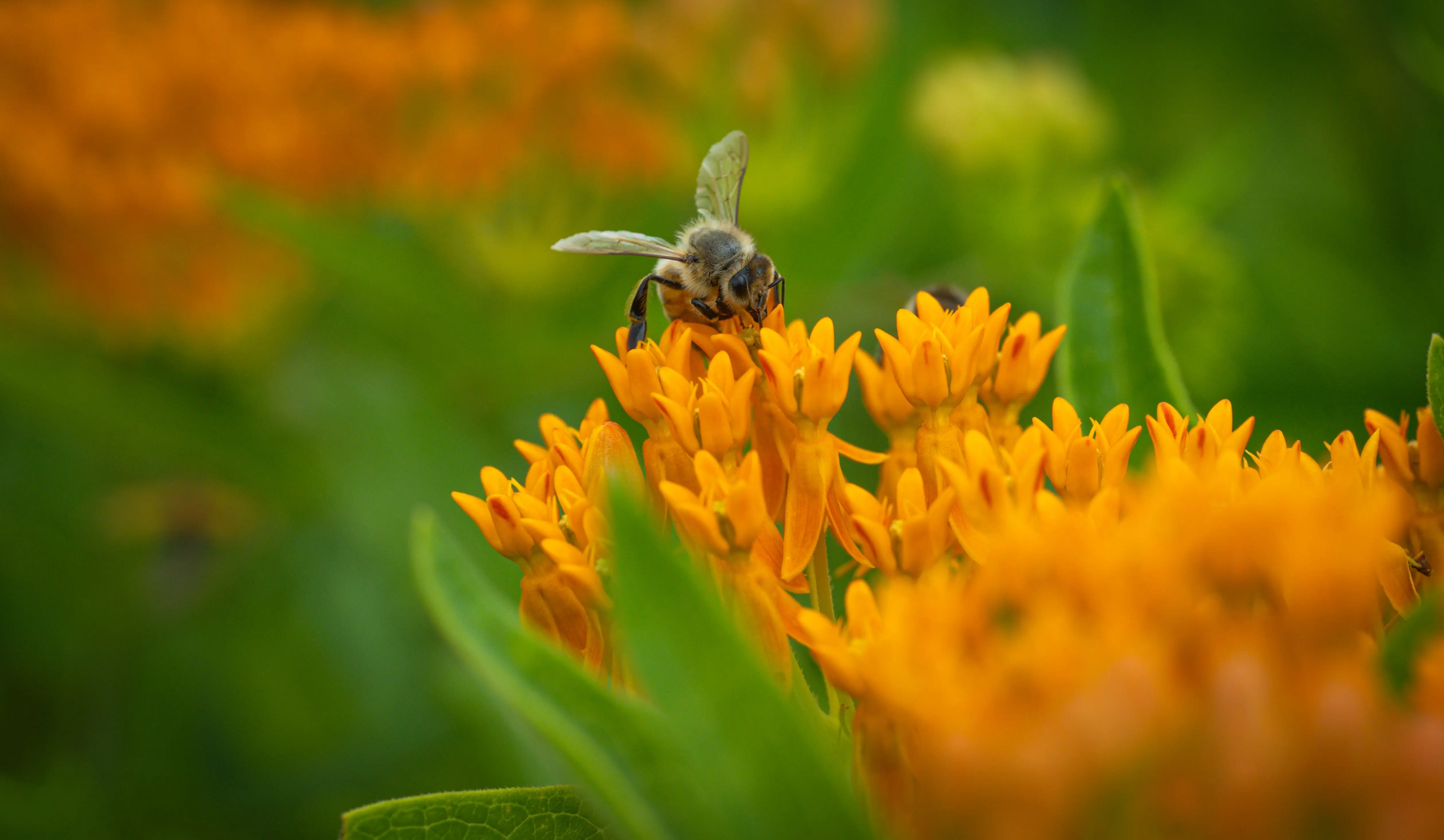 Colorful Illinois native garden with butterfly milkweed, purple coneflower, and black-eyed Susan blooming in a sunny garden bed