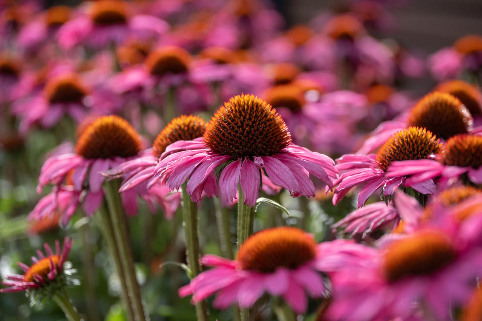 A colorful Indiana native plant garden with purple coneflowers and black-eyed Susans in a sunny backyard