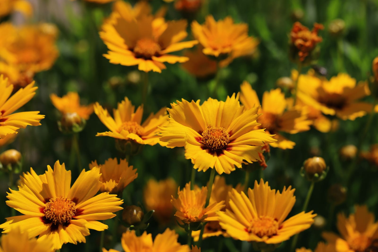 A colorful Indiana native plant garden with purple coneflowers and black-eyed Susans in a sunny backyard