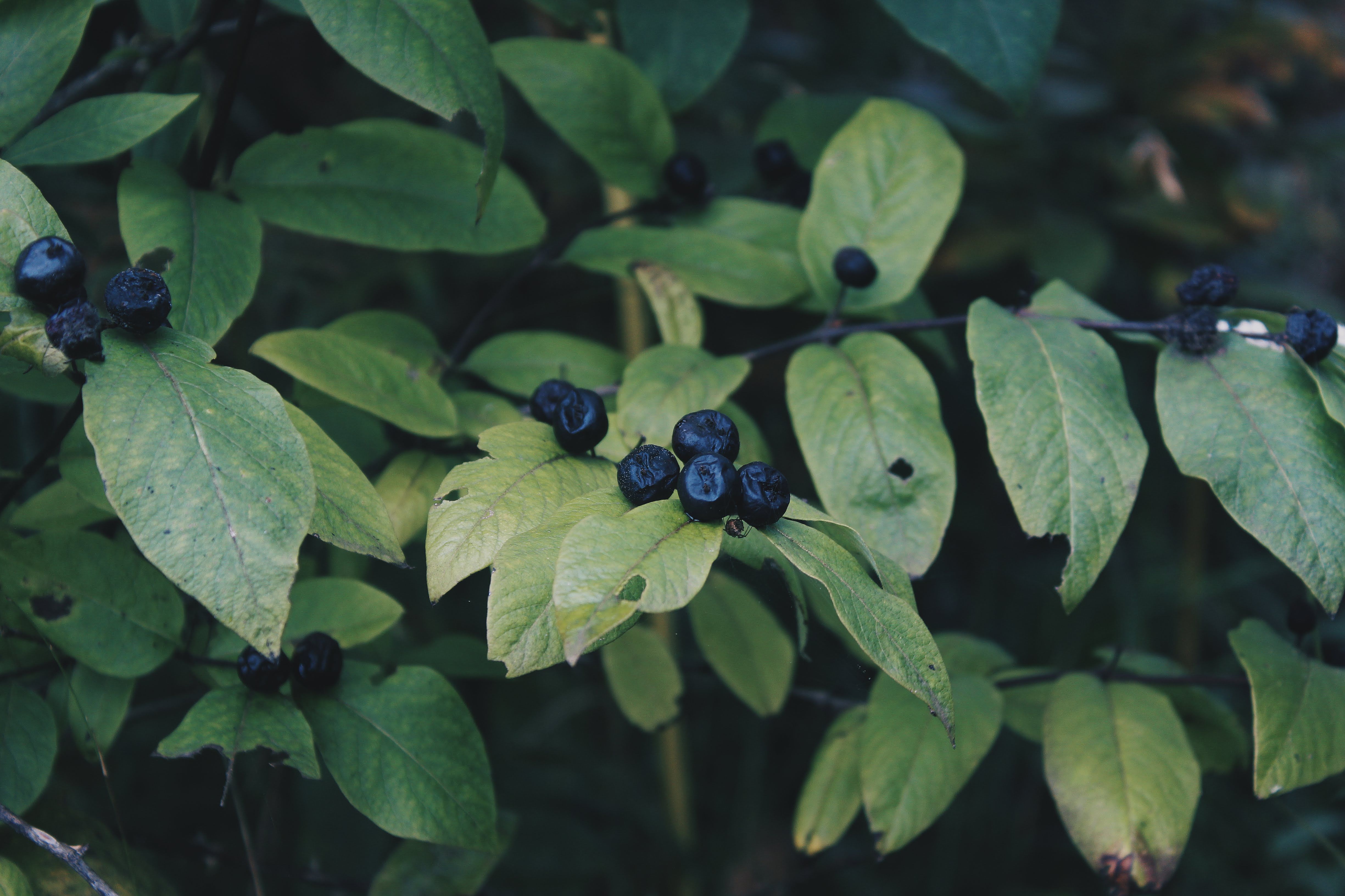 Close-up of Atropa belladonna (deadly nightshade) with shiny black berries and green leaves
