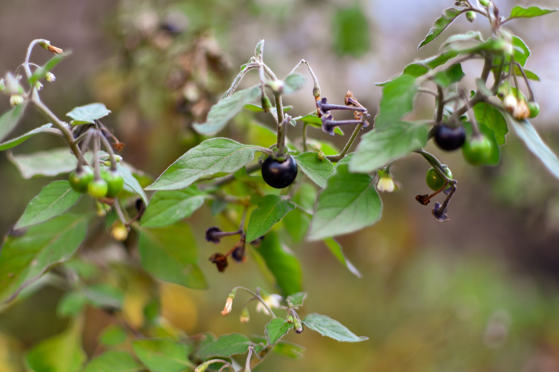 Detailed view of nightshade plant with green and ripe black berries.