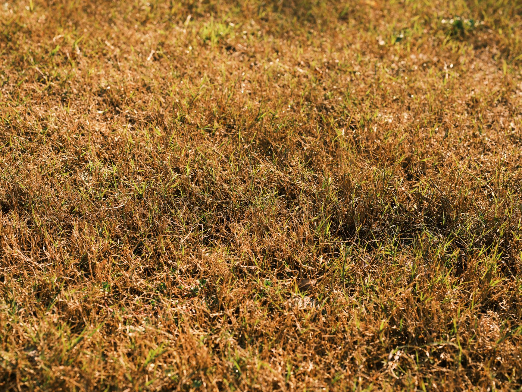 A green lawn being watered by a sprinkler on a sunny summer day, showing proper irrigation technique for keeping grass healthy during hot weather