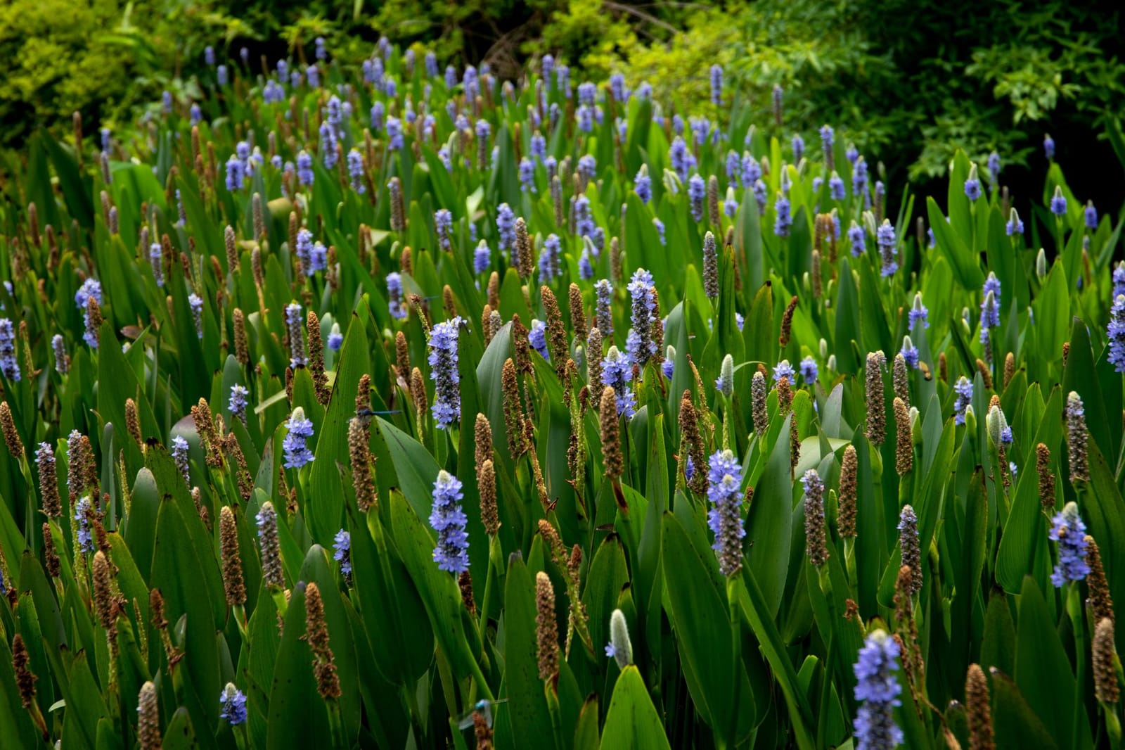 Purple pickerelweed flowers bloom vibrantly in a lush green marsh setting.