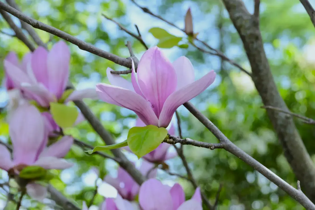 A healthy magnolia tree with large green leaves and pale flowers growing in a home garden.