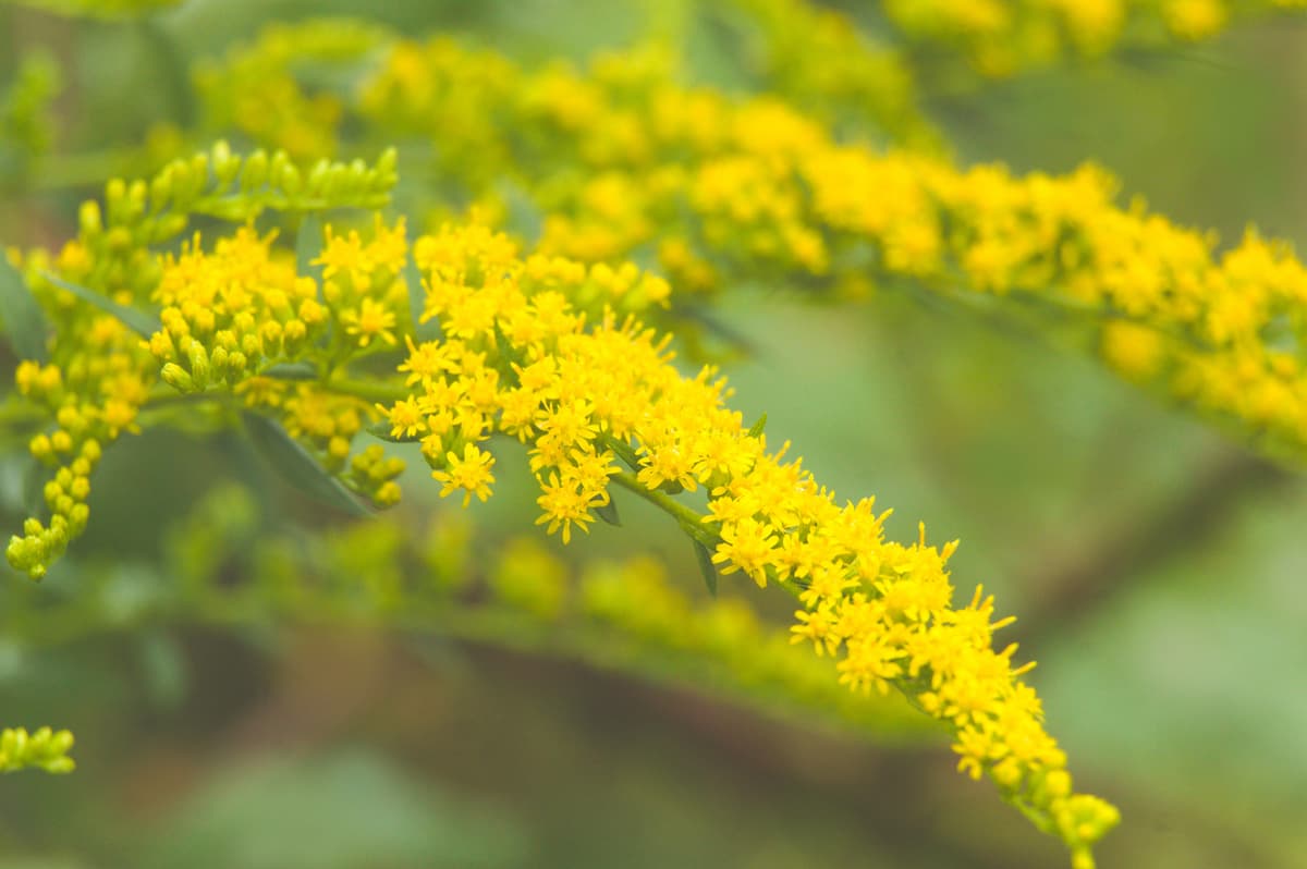 A colorful native wildflower garden in Maine with blooming milkweed, goldenrod, and asters attracting pollinators