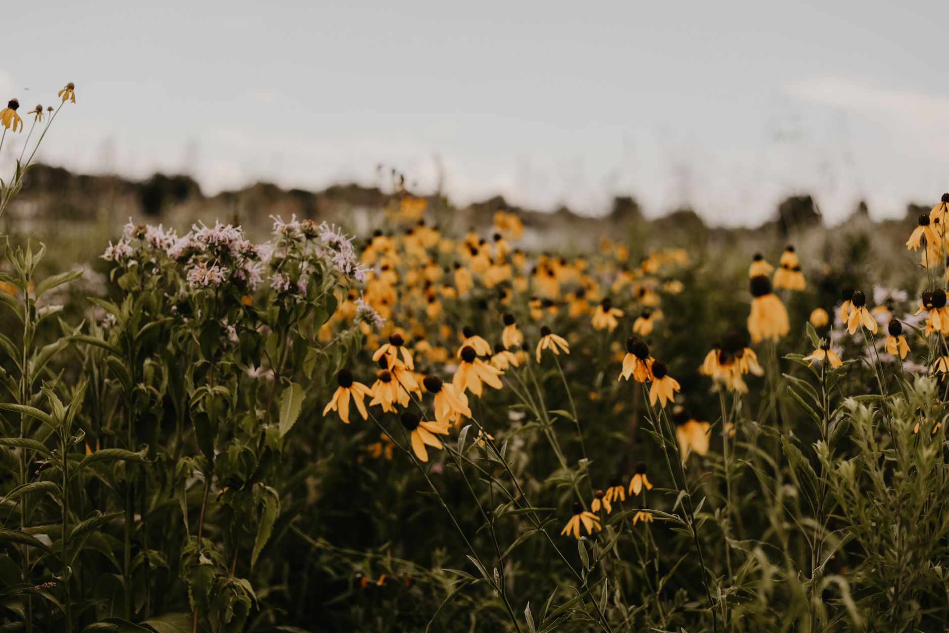 A colorful garden of Maryland native wildflowers with purple coneflower and black-eyed Susan in full bloom