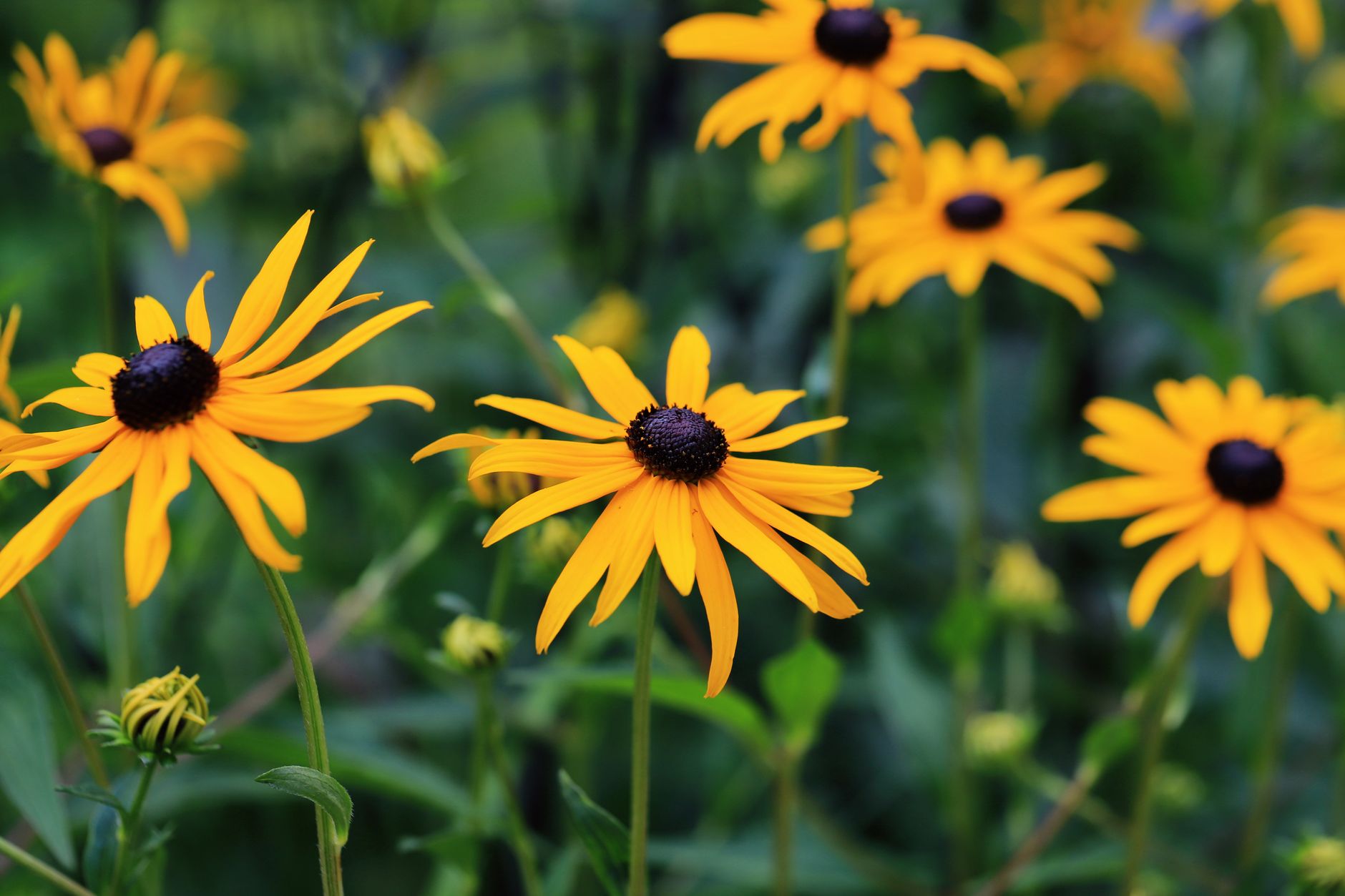 A colorful garden of Maryland native wildflowers with purple coneflower and black-eyed Susan in full bloom