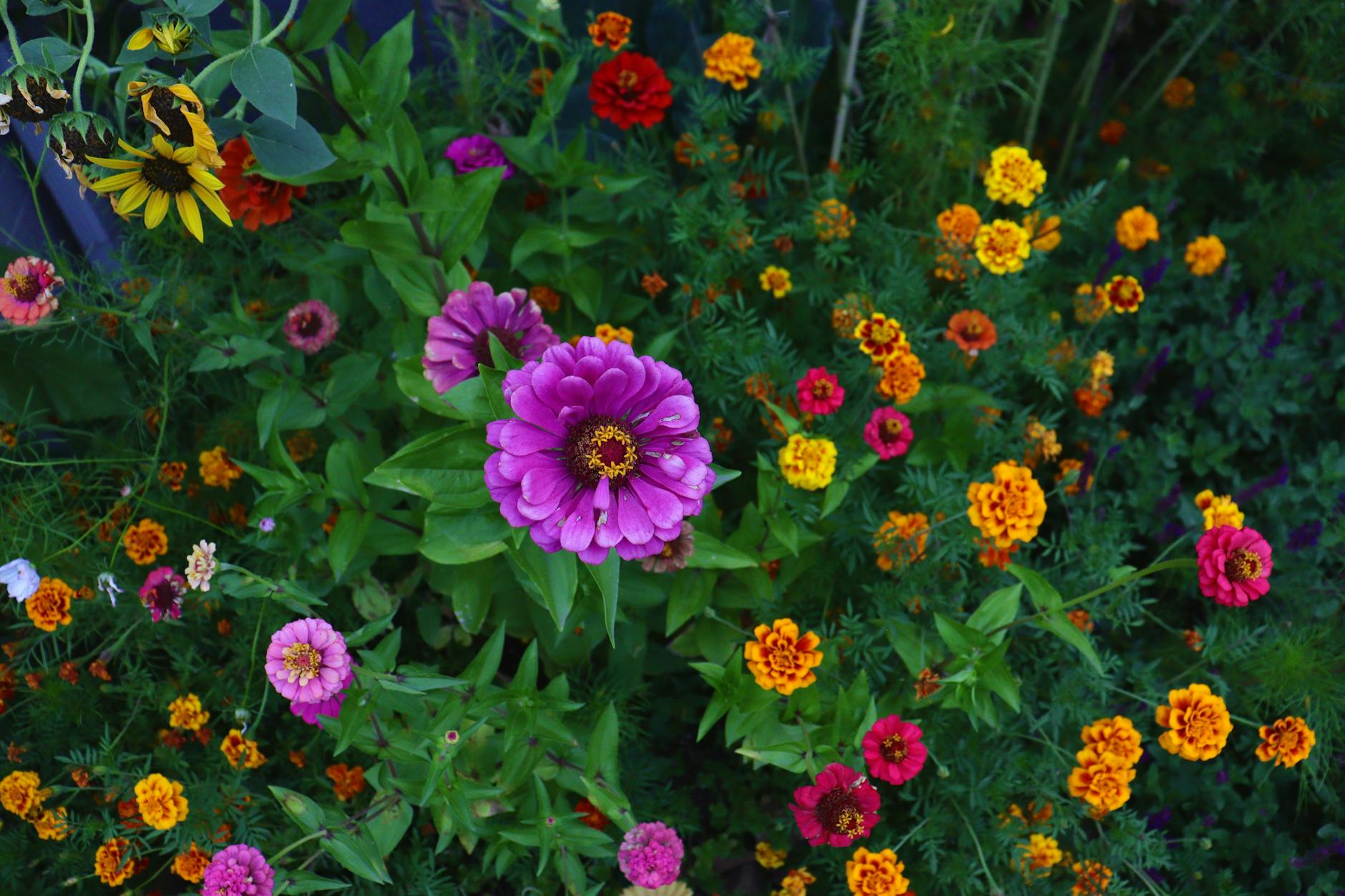 Mexican zinnia flowers blooming in a sunny garden with orange and gold warm-toned petals
