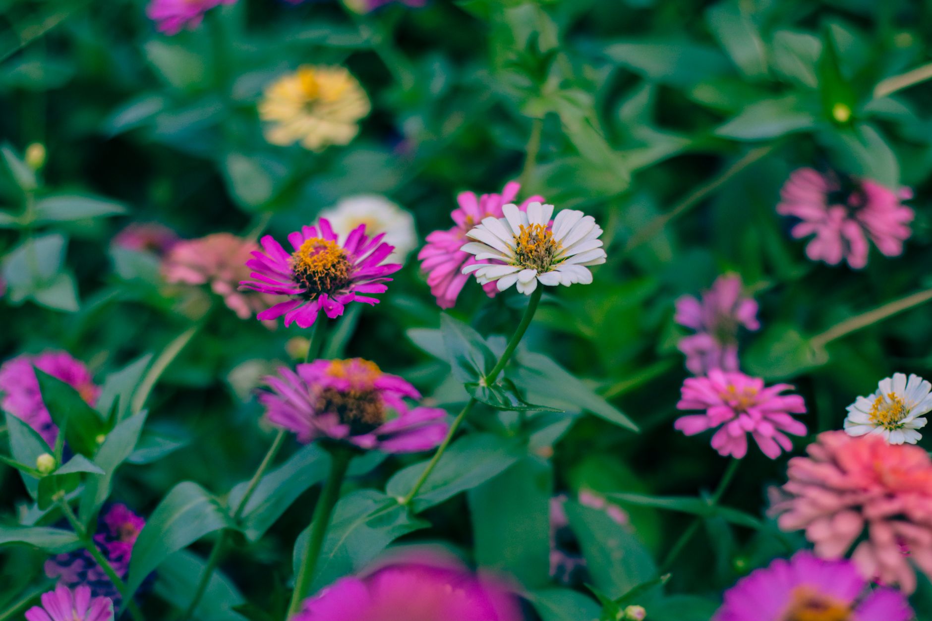 Mexican zinnia flowers blooming in a sunny garden with orange and gold warm-toned petals
