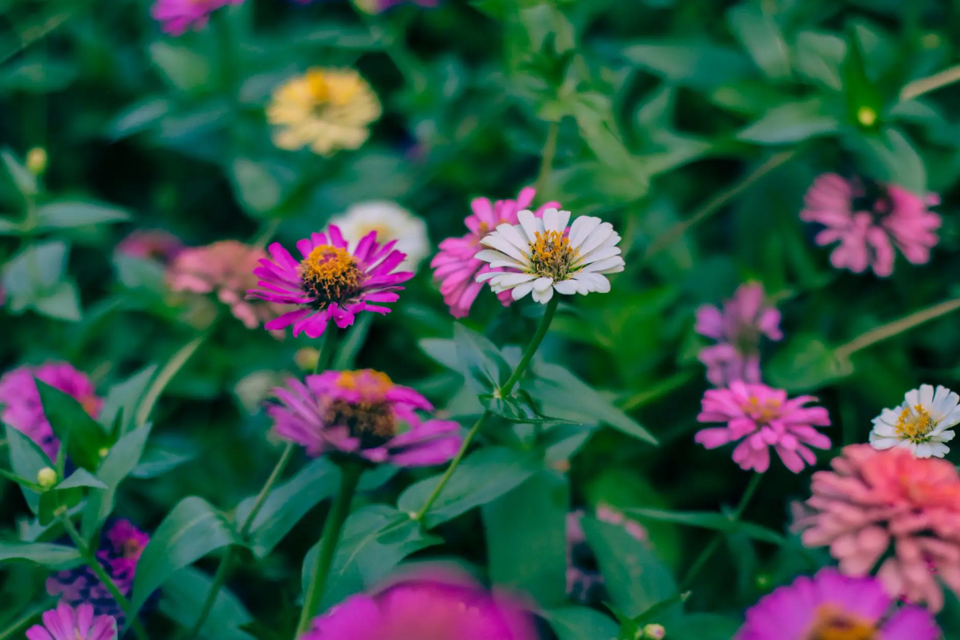 Mexican zinnia flowers blooming in a sunny garden with orange and gold warm-toned petals