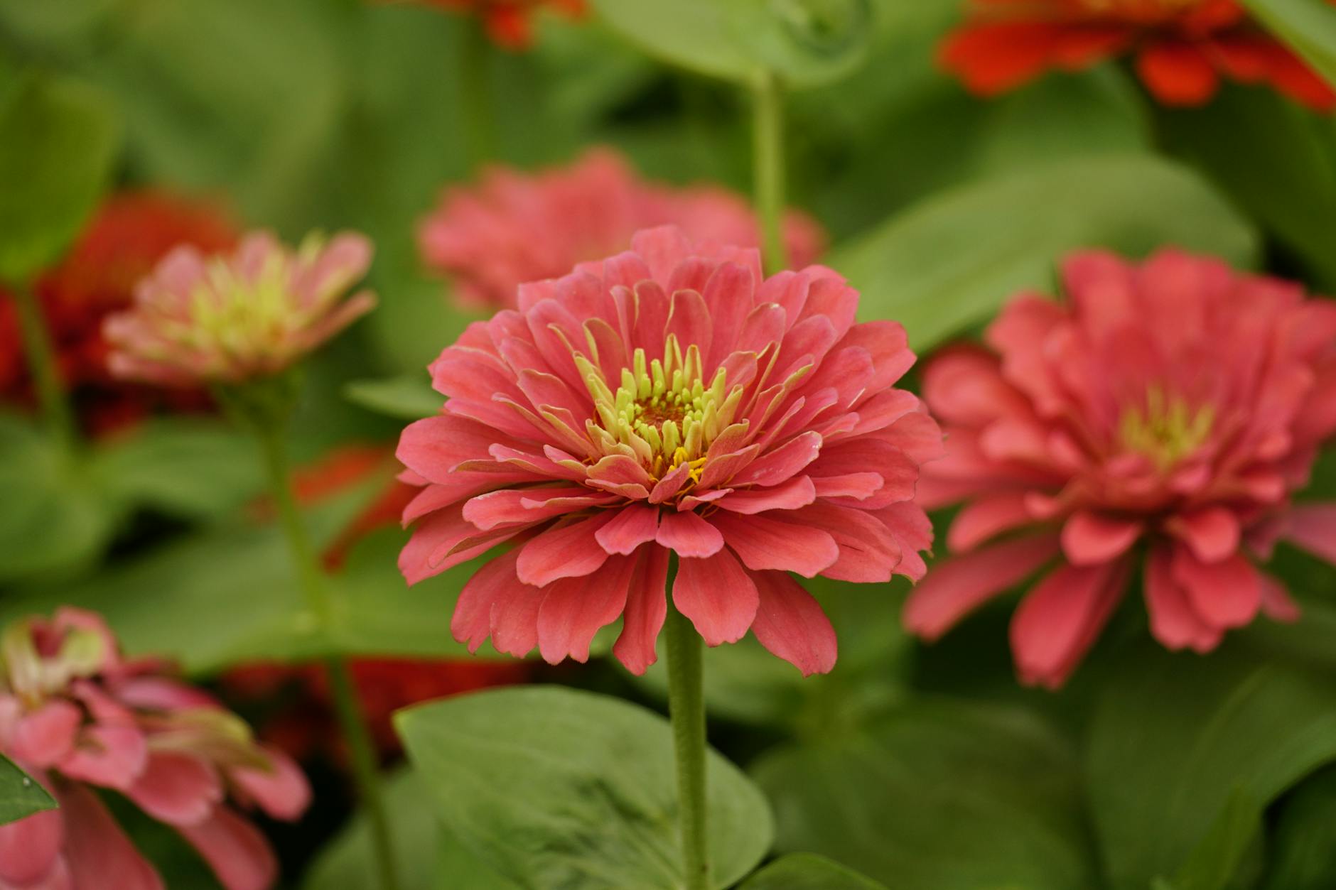 Close-up of vibrant pink zinnia flowers in a lush, green garden setting, capturing summer beauty.