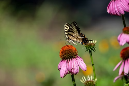 A colorful garden filled with Michigan native wildflowers including Butterfly Weed and Purple Coneflower