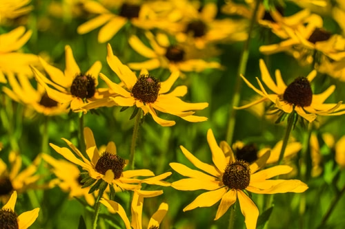 A colorful garden filled with Michigan native wildflowers including Butterfly Weed and Purple Coneflower
