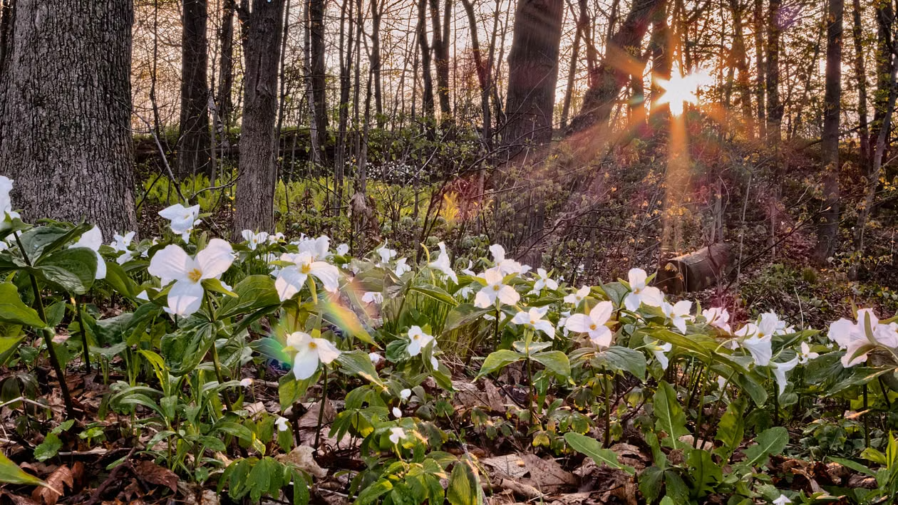 A colorful meadow featuring blooming wildflowers in vibrant spring colors.