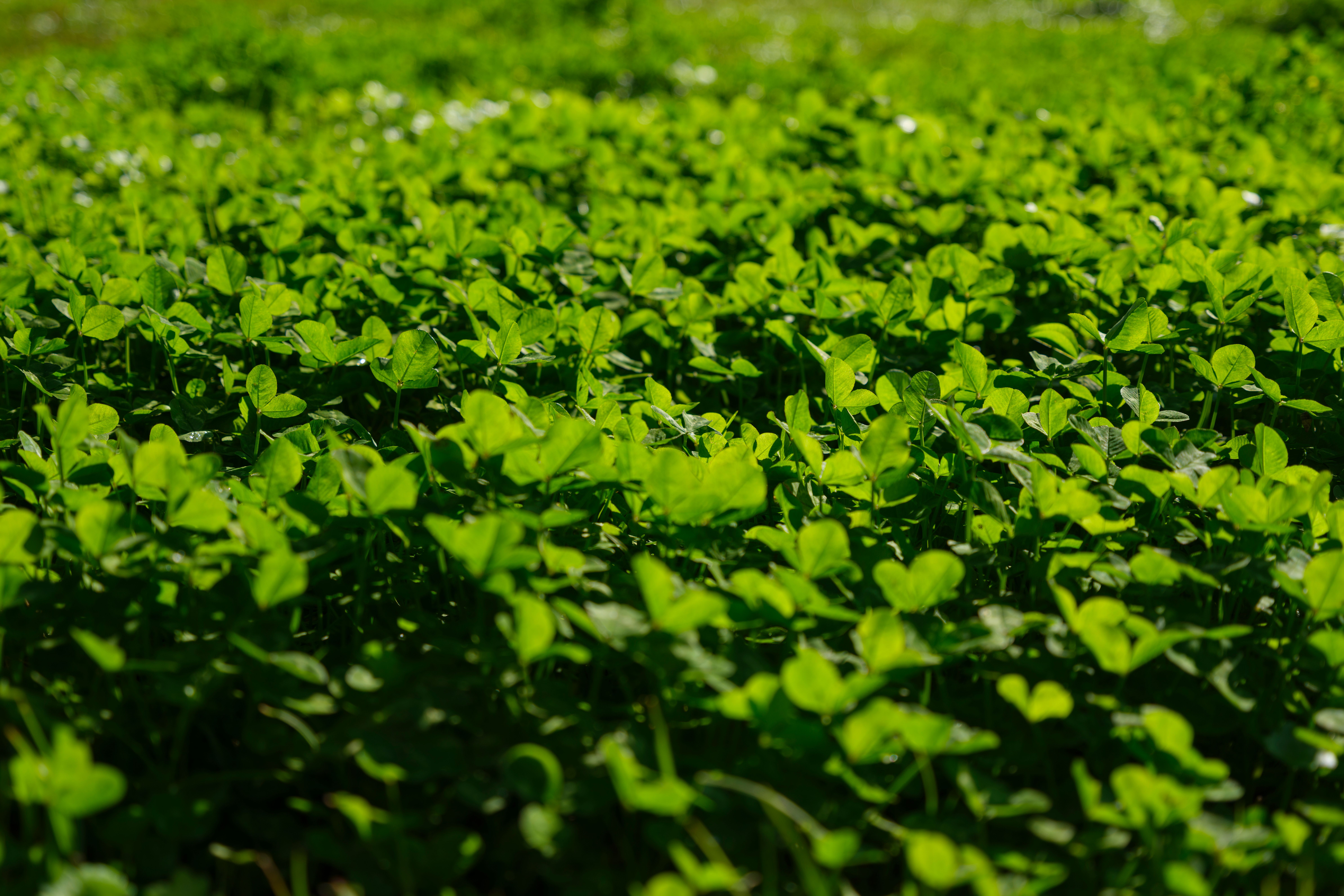 A dense microclover lawn with small green clover leaves covering the ground, showing a healthy mixed grass-clover turf appearance