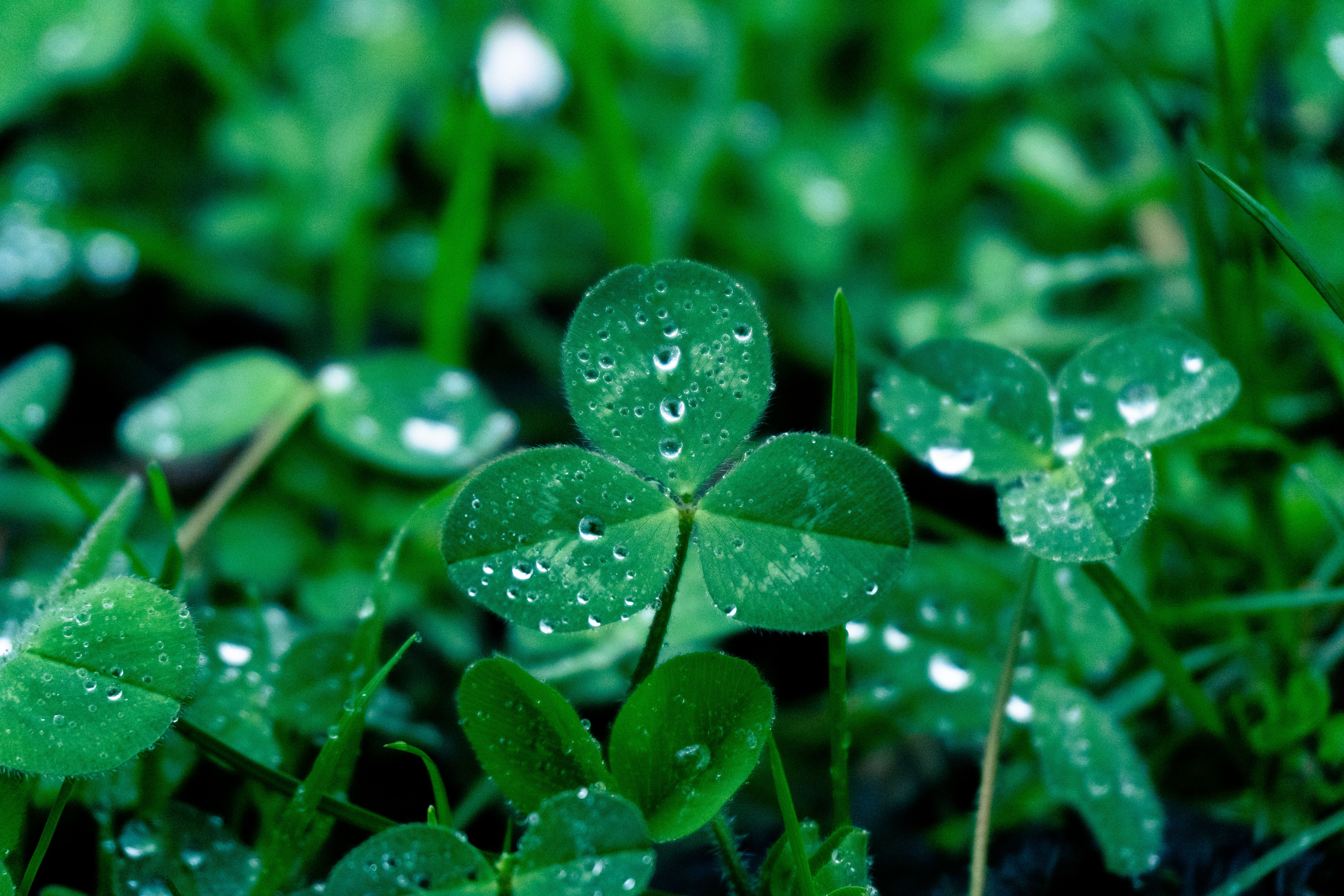 A dense microclover lawn with small green clover leaves covering the ground, showing a healthy mixed grass-clover turf appearance