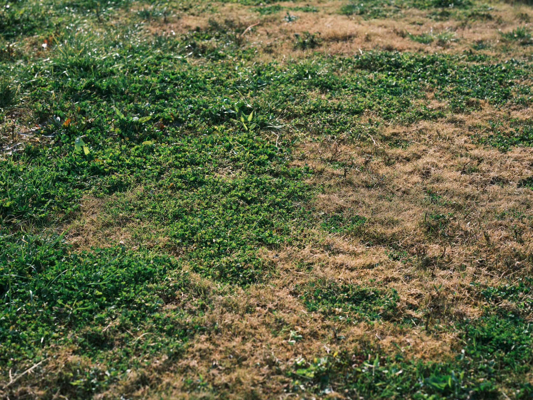 A dense microclover lawn with small green clover leaves covering the ground, showing a healthy mixed grass-clover turf appearance
