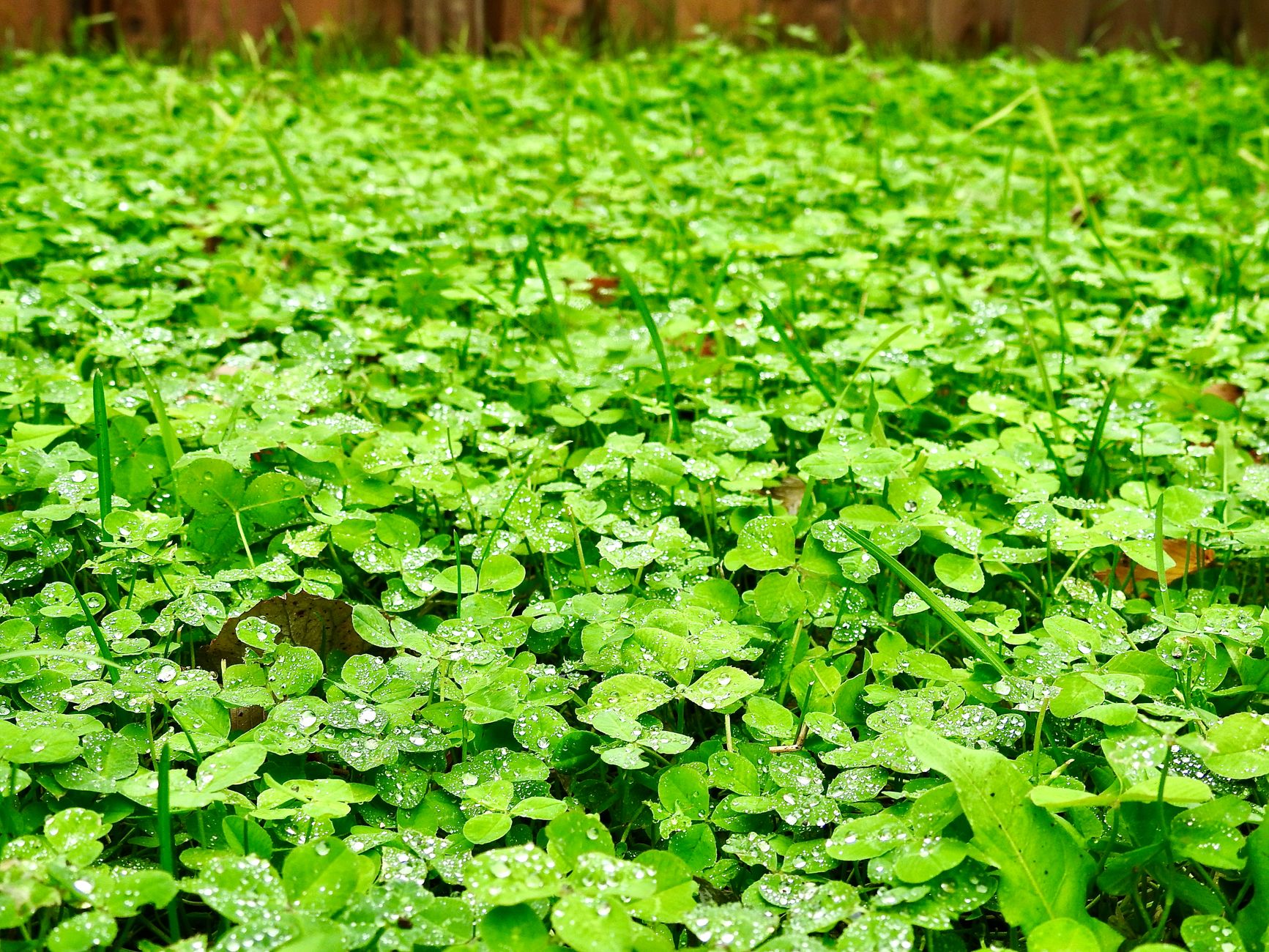 Explore a vibrant microclover field sparkling with fresh dew drops, captured outdoors in Winnipeg, Canada.
