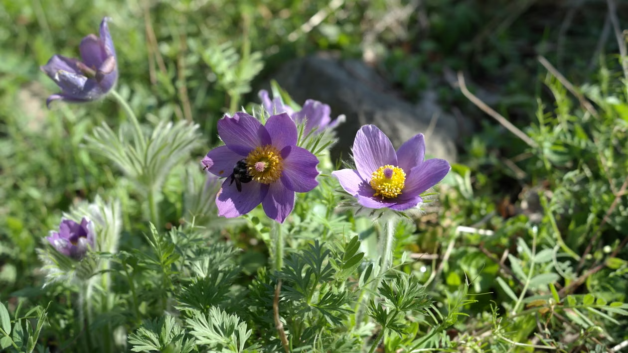 A colorful garden of Minnesota native wildflowers with purple asters, golden yellow blooms, and grasses attracting pollinators