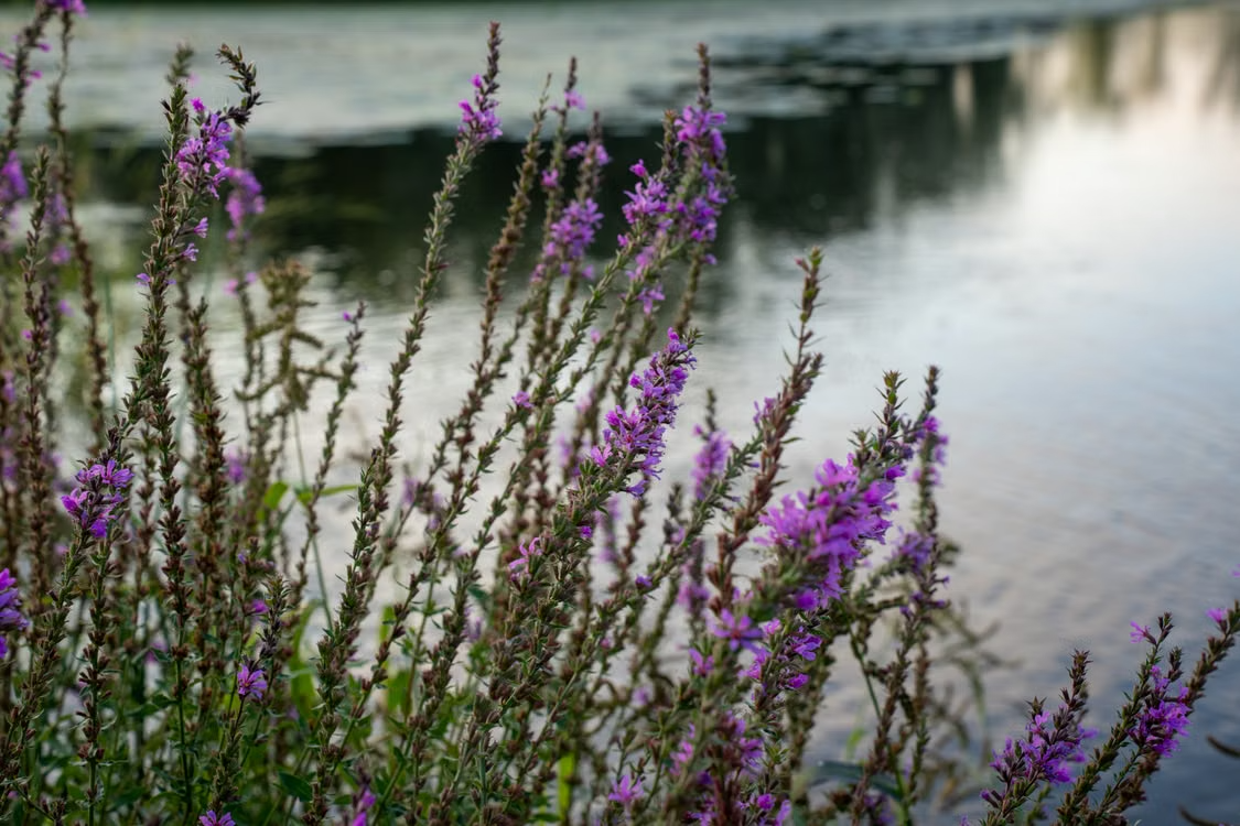 A colorful garden of Minnesota native wildflowers with purple asters, golden yellow blooms, and grasses attracting pollinators