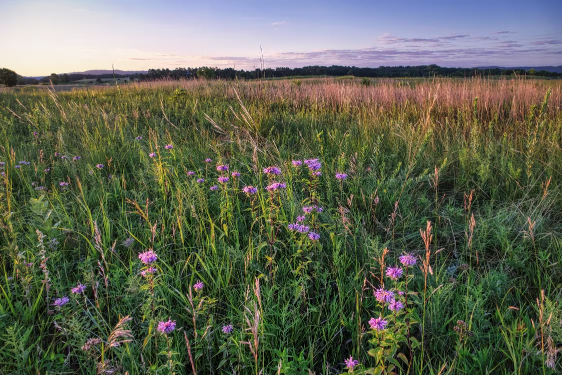 A colorful meadow featuring blooming wildflowers in vibrant spring colors.