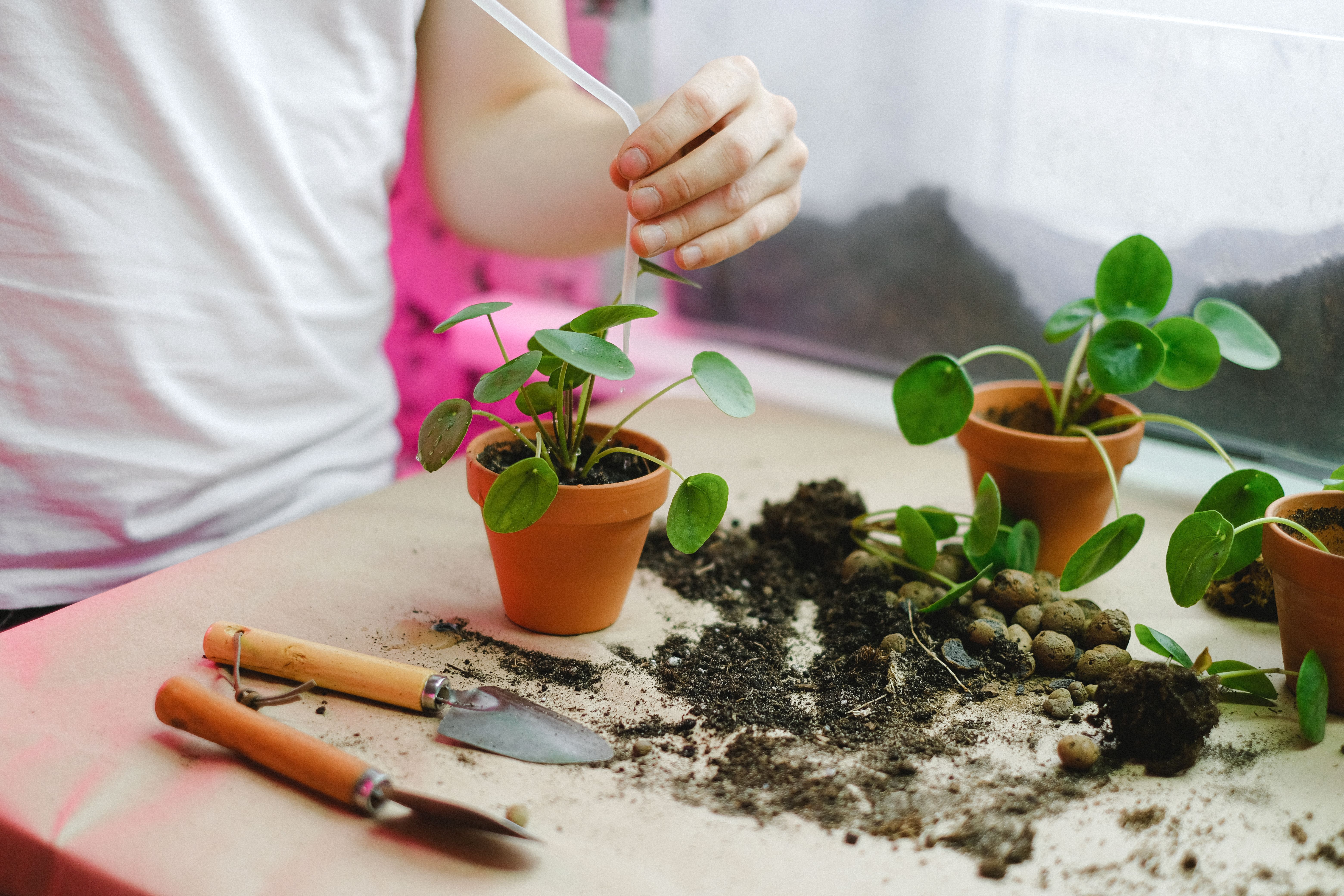 Person checking soil moisture with a finger test in a potted houseplant to decide when to water