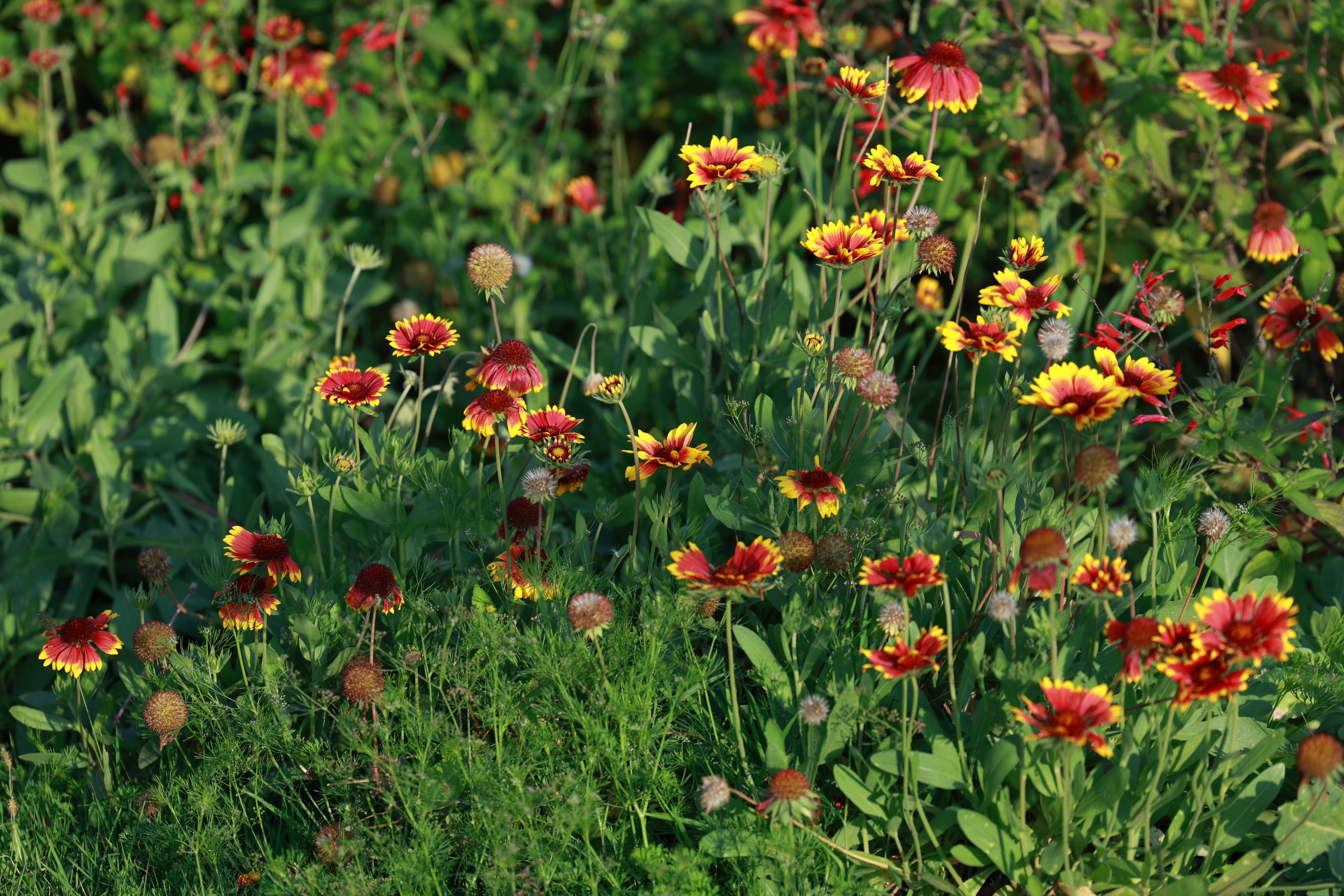 A colorful meadow featuring blooming wildflowers in vibrant spring colors.