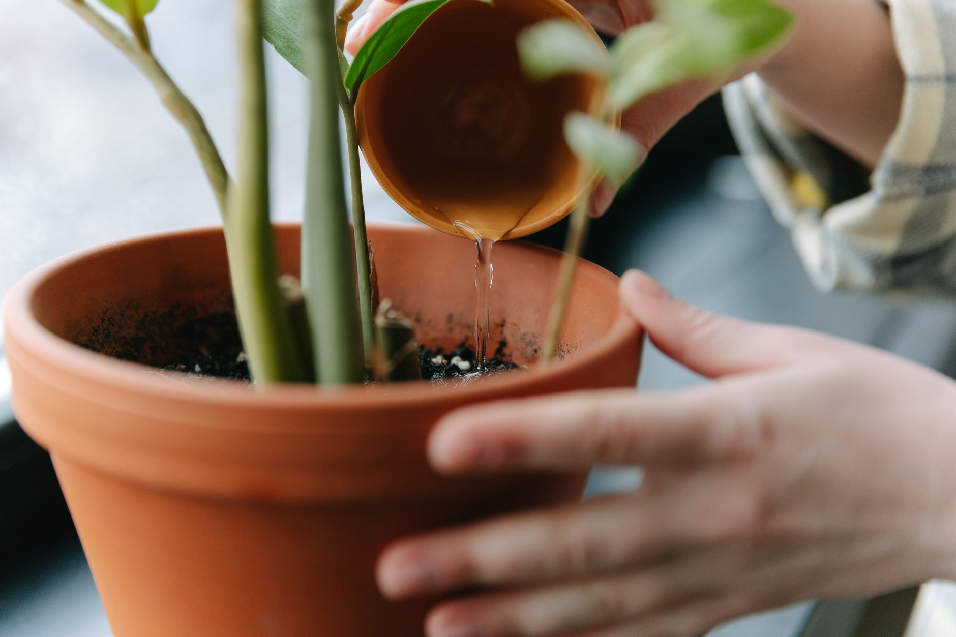 Yellow sticky traps placed in houseplant pots to catch and monitor fungus gnat adults near moist potting mix.