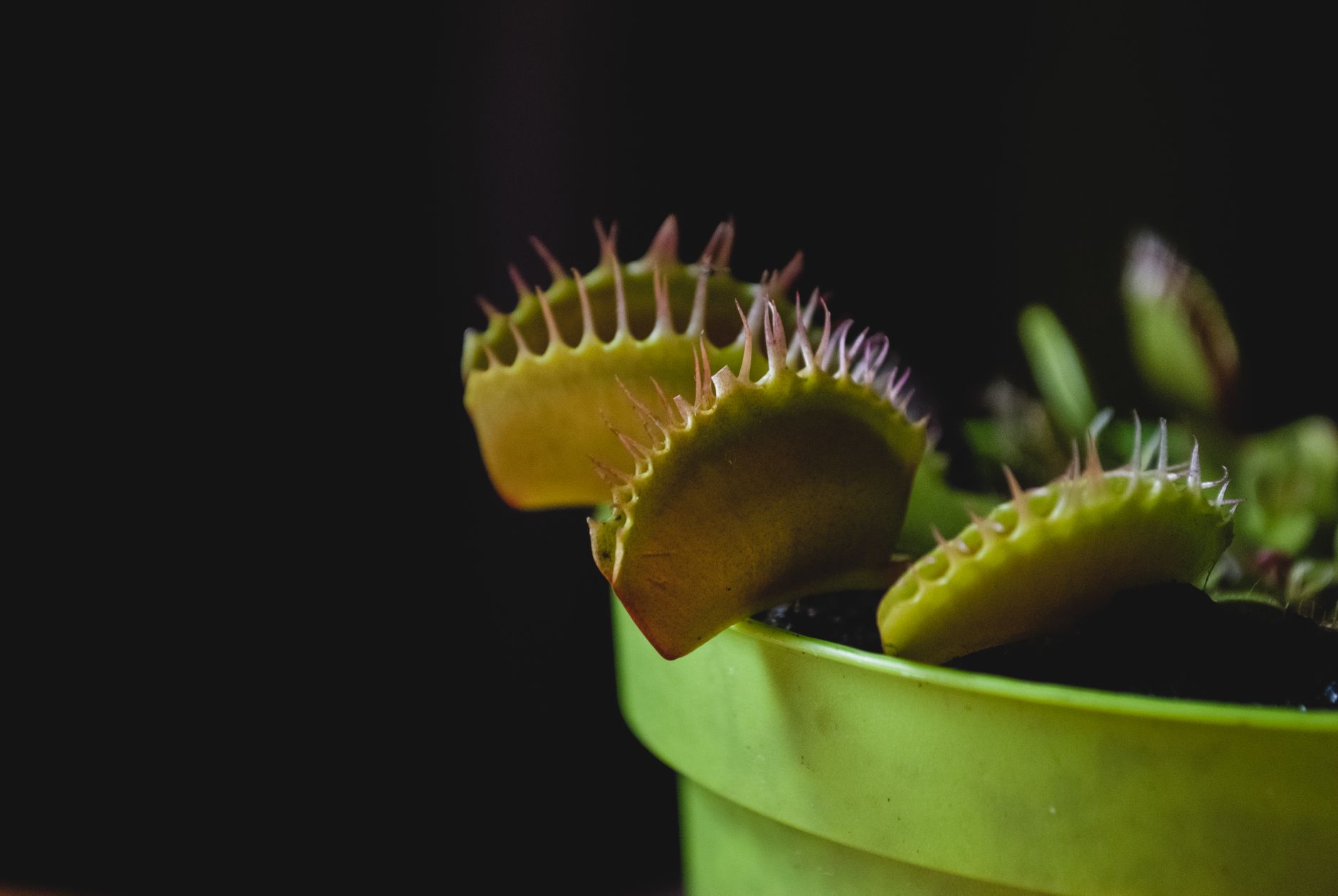 Detailed view of a Venus Flytrap (Dionaea muscipula) in a vivid green pot, showcasing its sharp leaves.