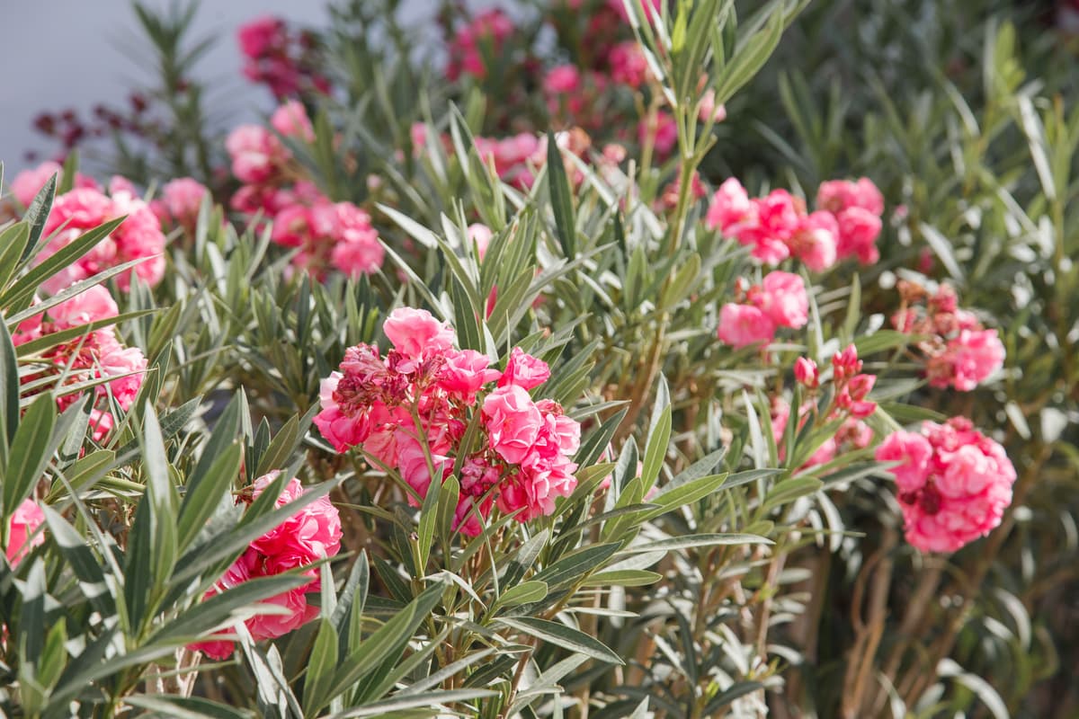 Vibrant pink oleander flowers blooming amongst silvery green foliage